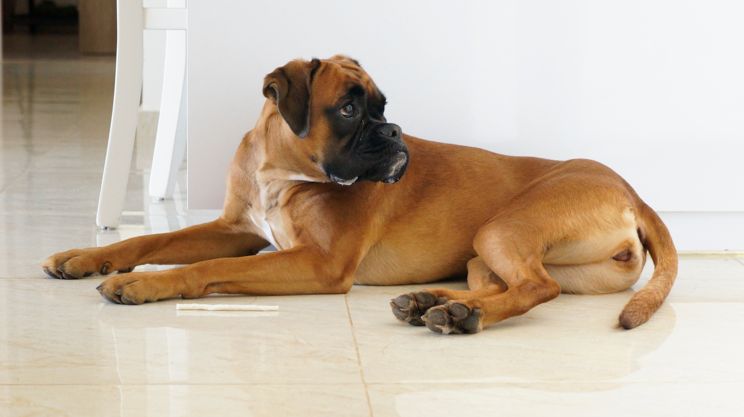 My ״Star״ Boxer Dog