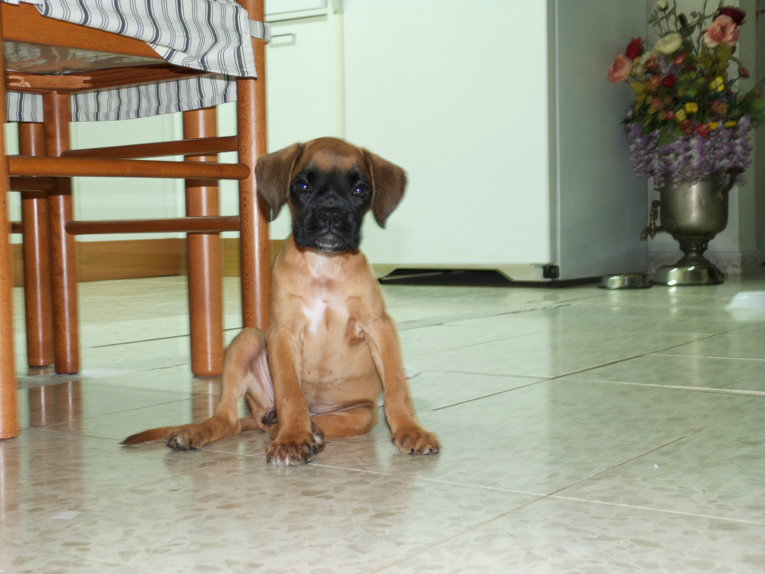 My ״Star״ Boxer Dog