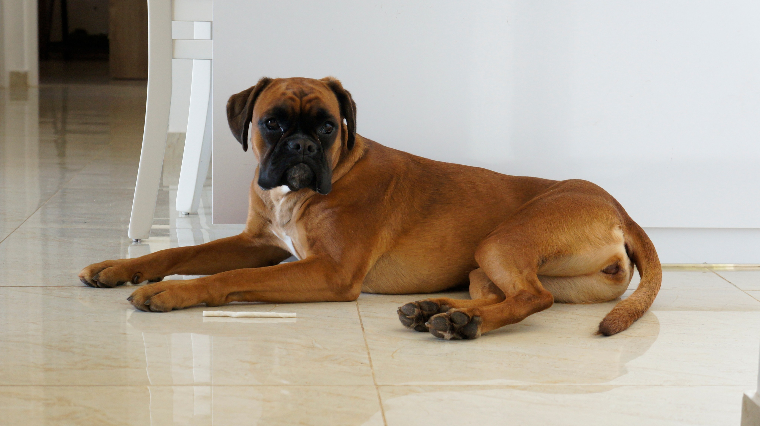 My ״Star״ Boxer Dog