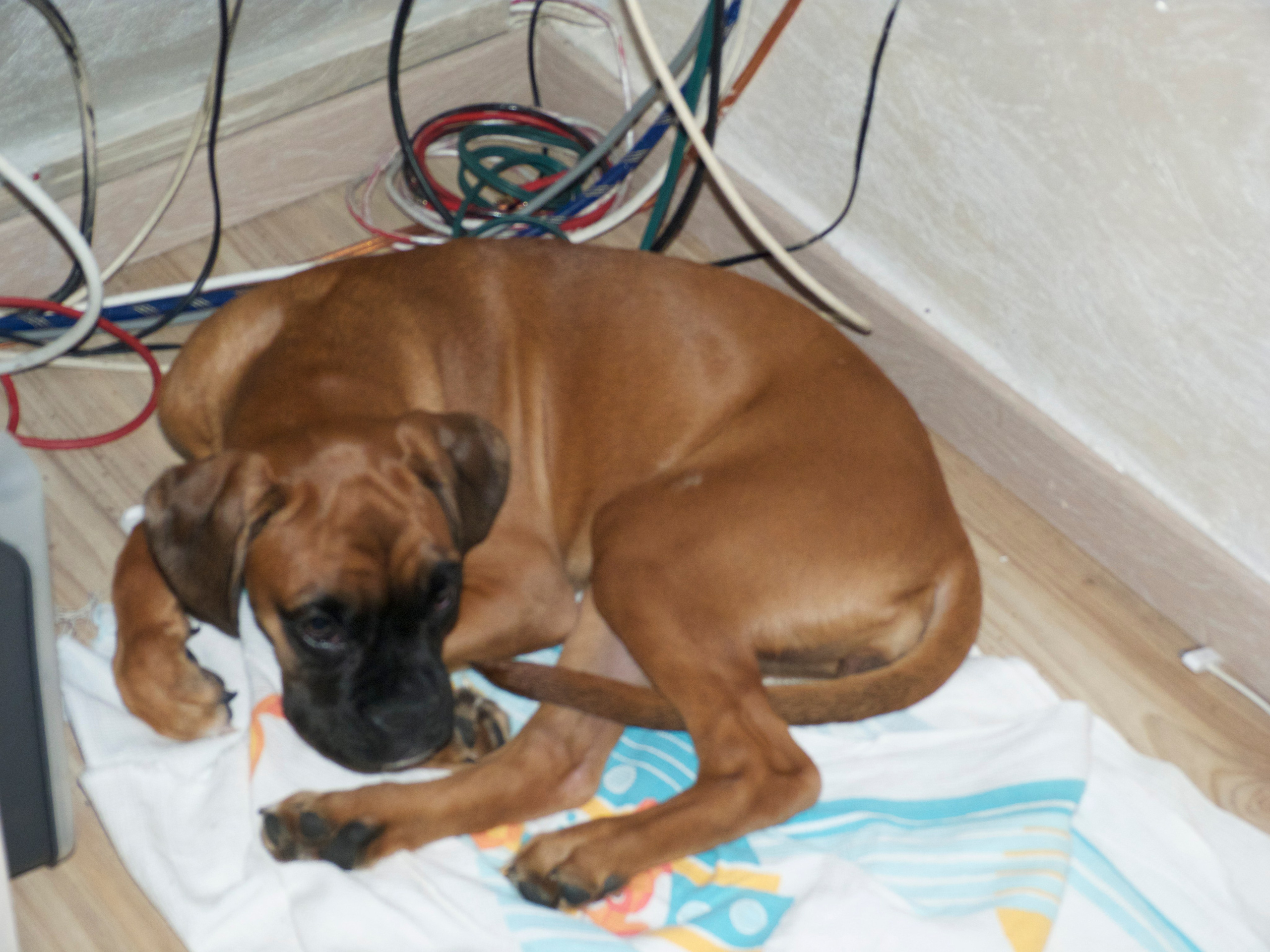 My ״Star״ Boxer Dog