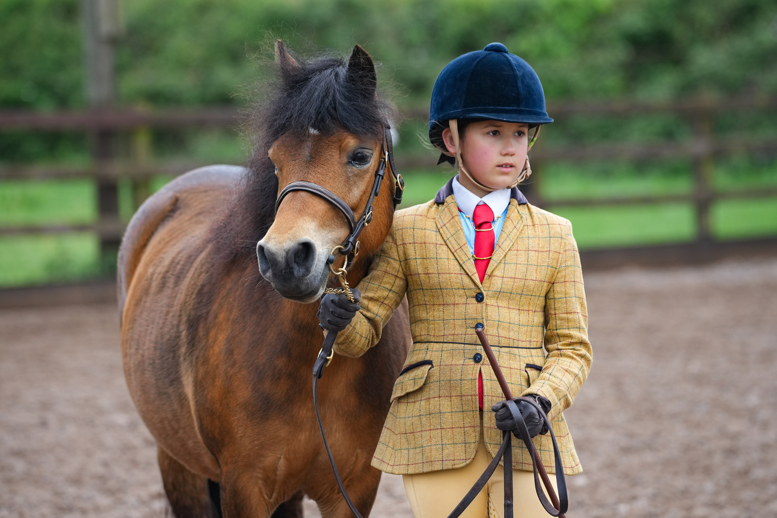 Showing. Leicestershire Equine Photography by El | Authentic Equine Portraits & Events