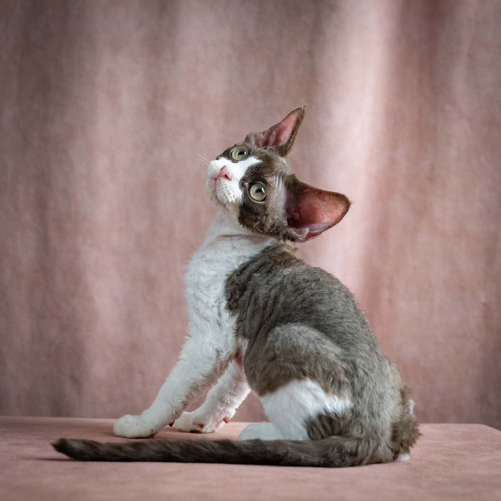 Pascal, boy, born 02.11.26. Devon Rex Pixie Cattery