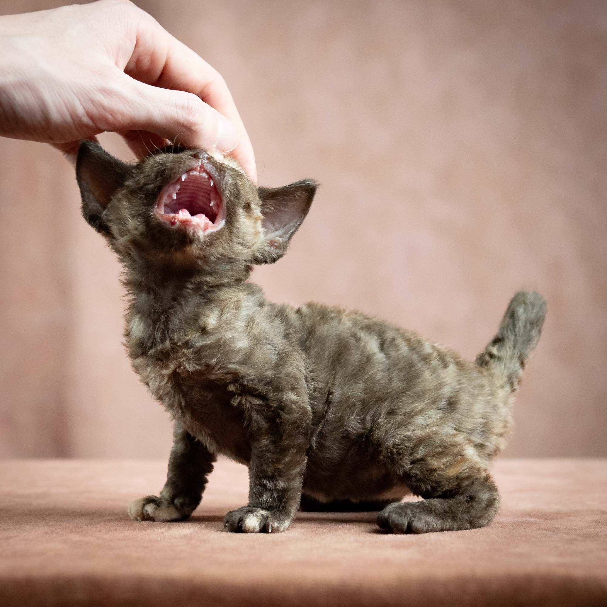 Mocha, girl, born 01.15.26. Devon Rex Pixie Cattery
