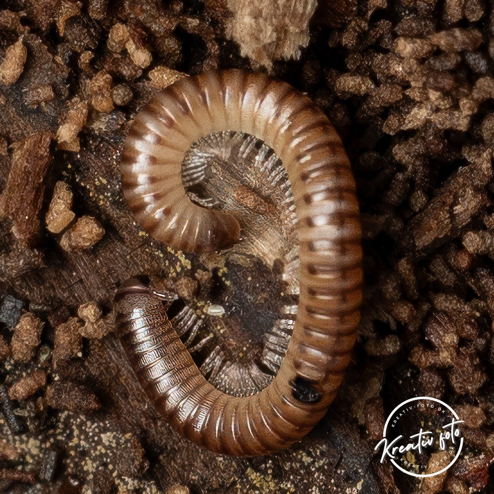 Forår. Fotograf Aarhus | Portrætfoto Århus | Flotte billeder