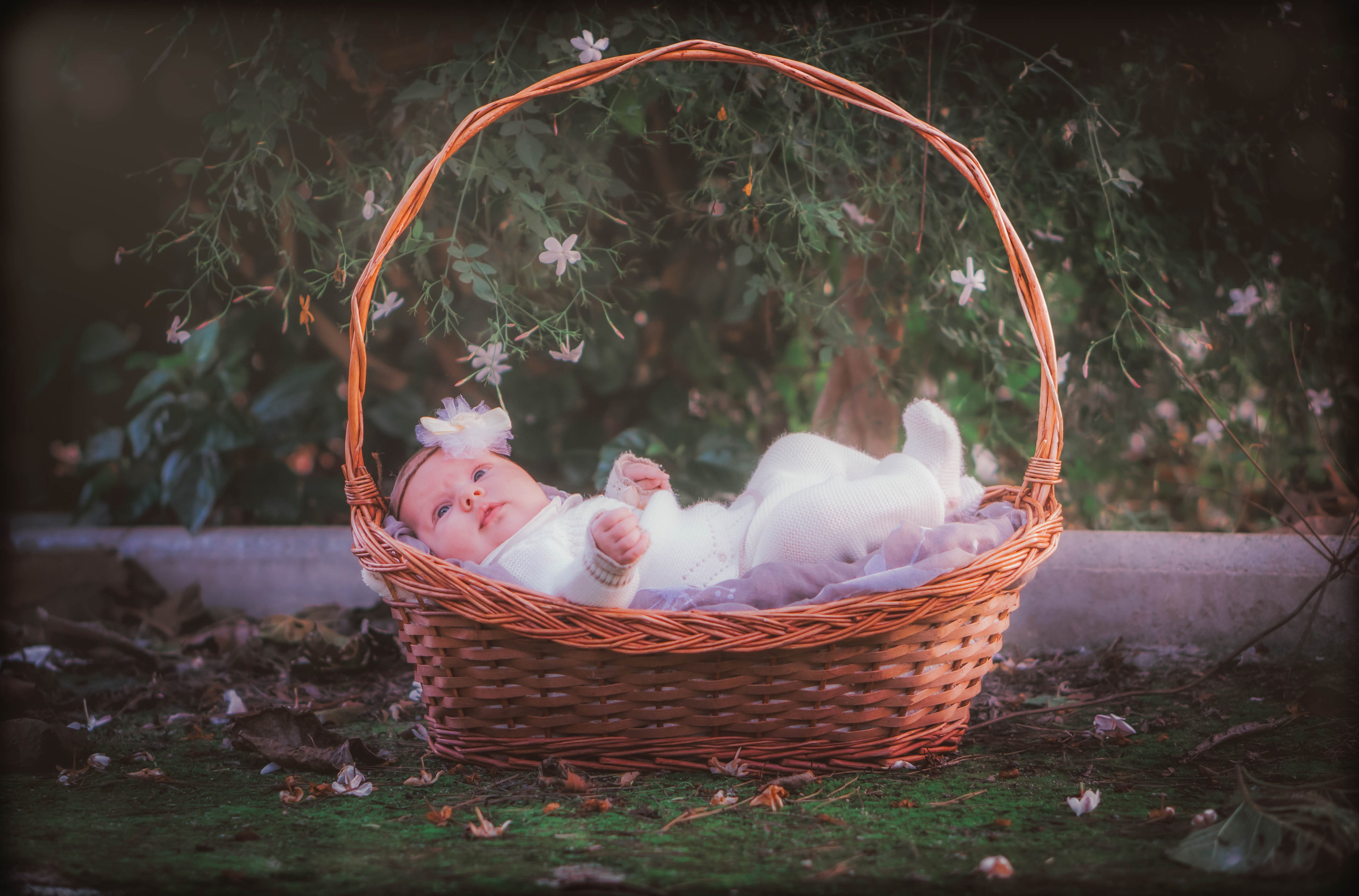 Olivia. Alba del Norte Studio