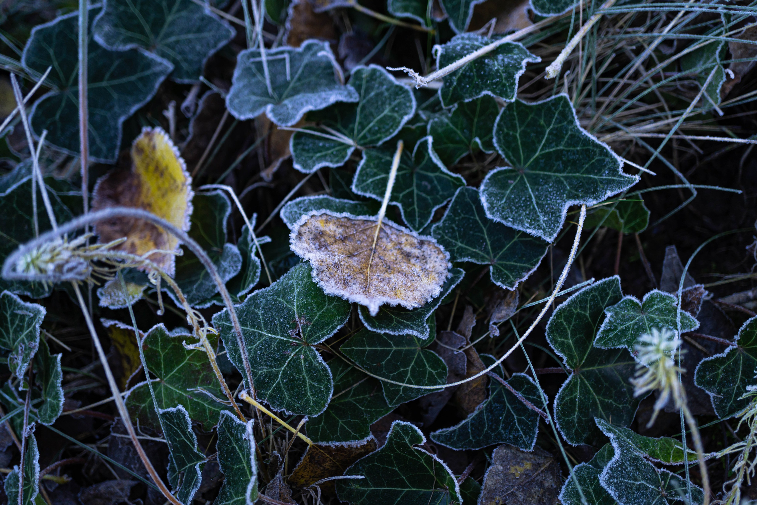 Bocetos. Alba del Norte Studio