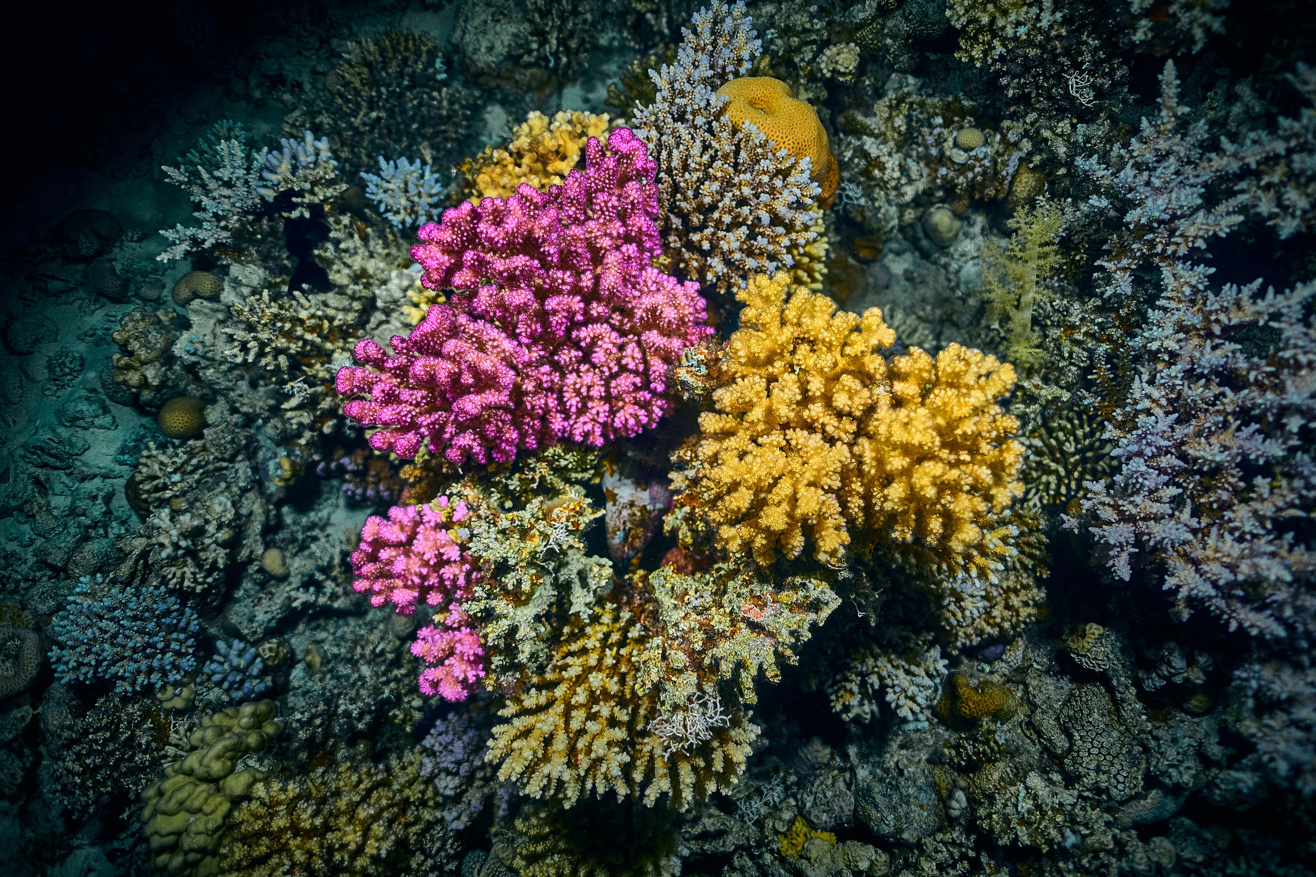 Mieszkańcy mórz. Andriej Szypilow — Photography & Videography