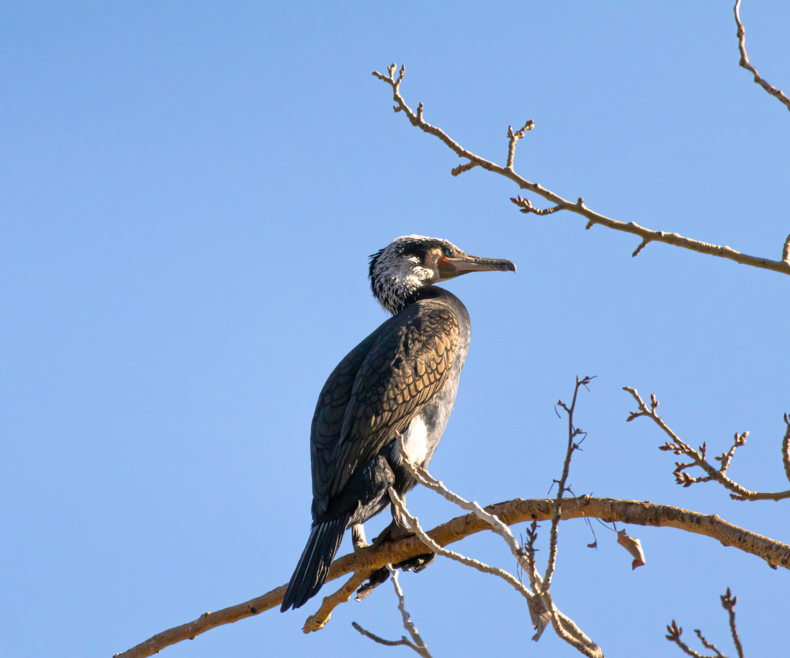 გასეირნება მტკვრის სანაპიროზე. FramefreeMan