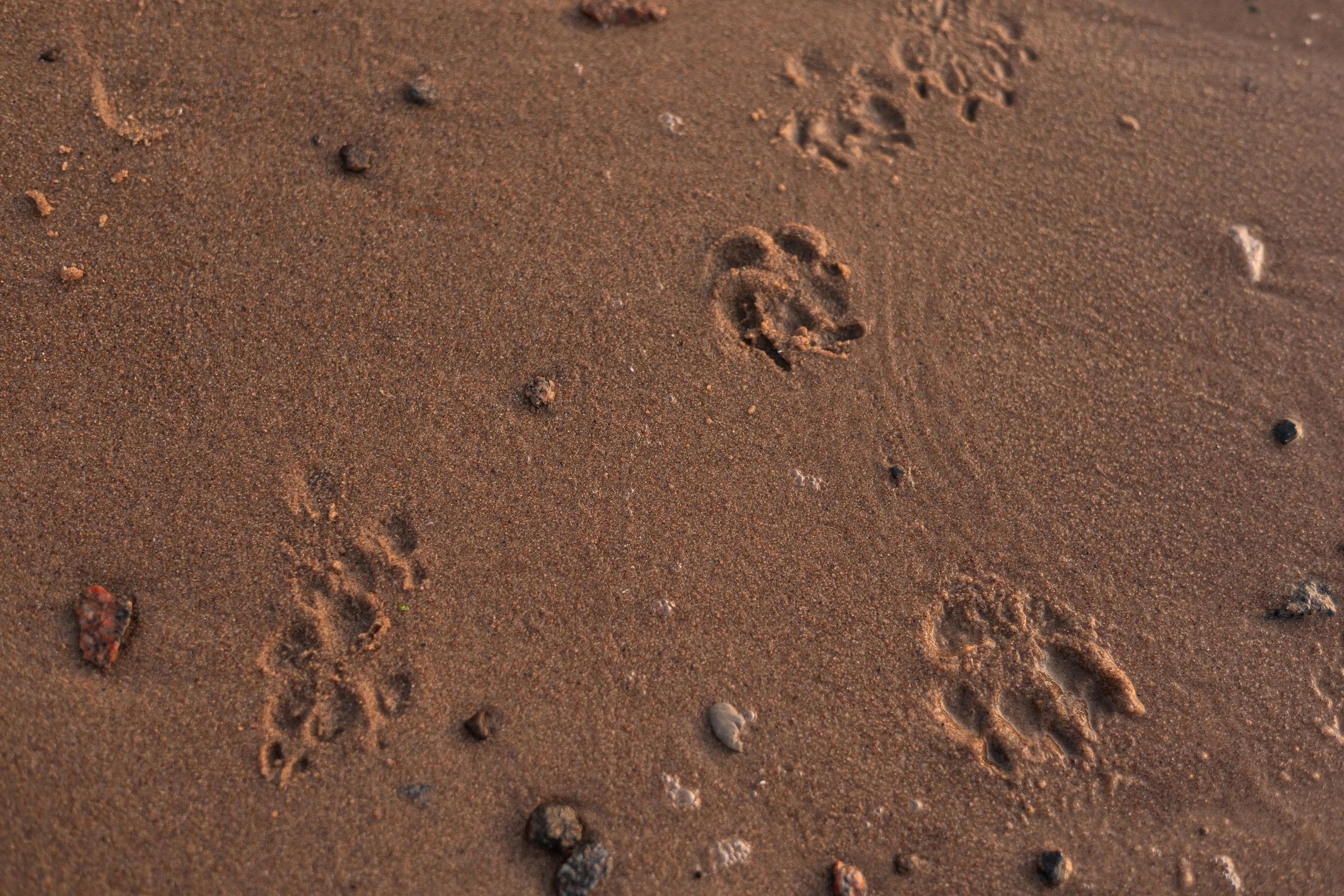 Александр, Катюша и Ендейк. Фотограф-анималист | Белград