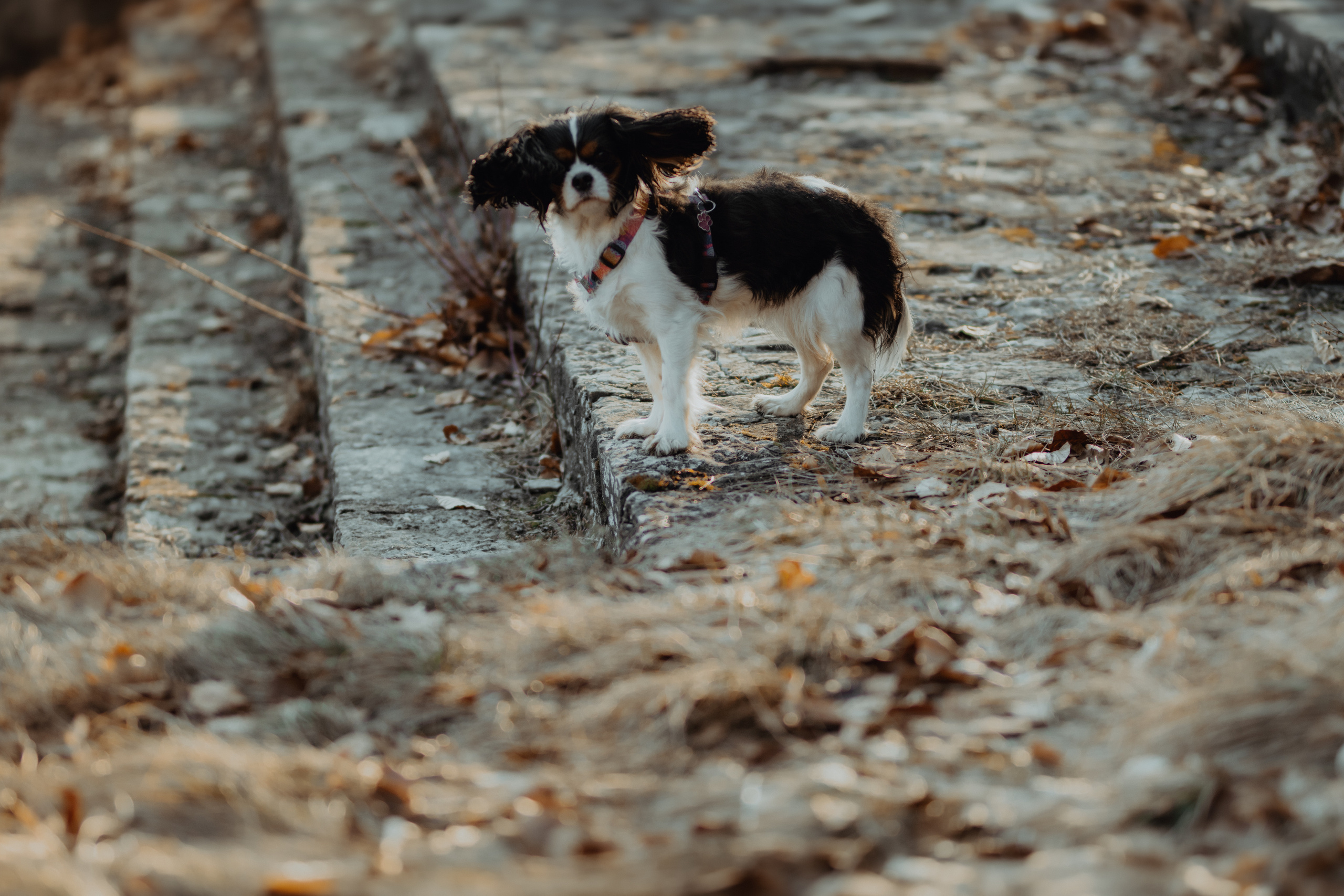 Kasia i Sebastian. Magdawalach.com