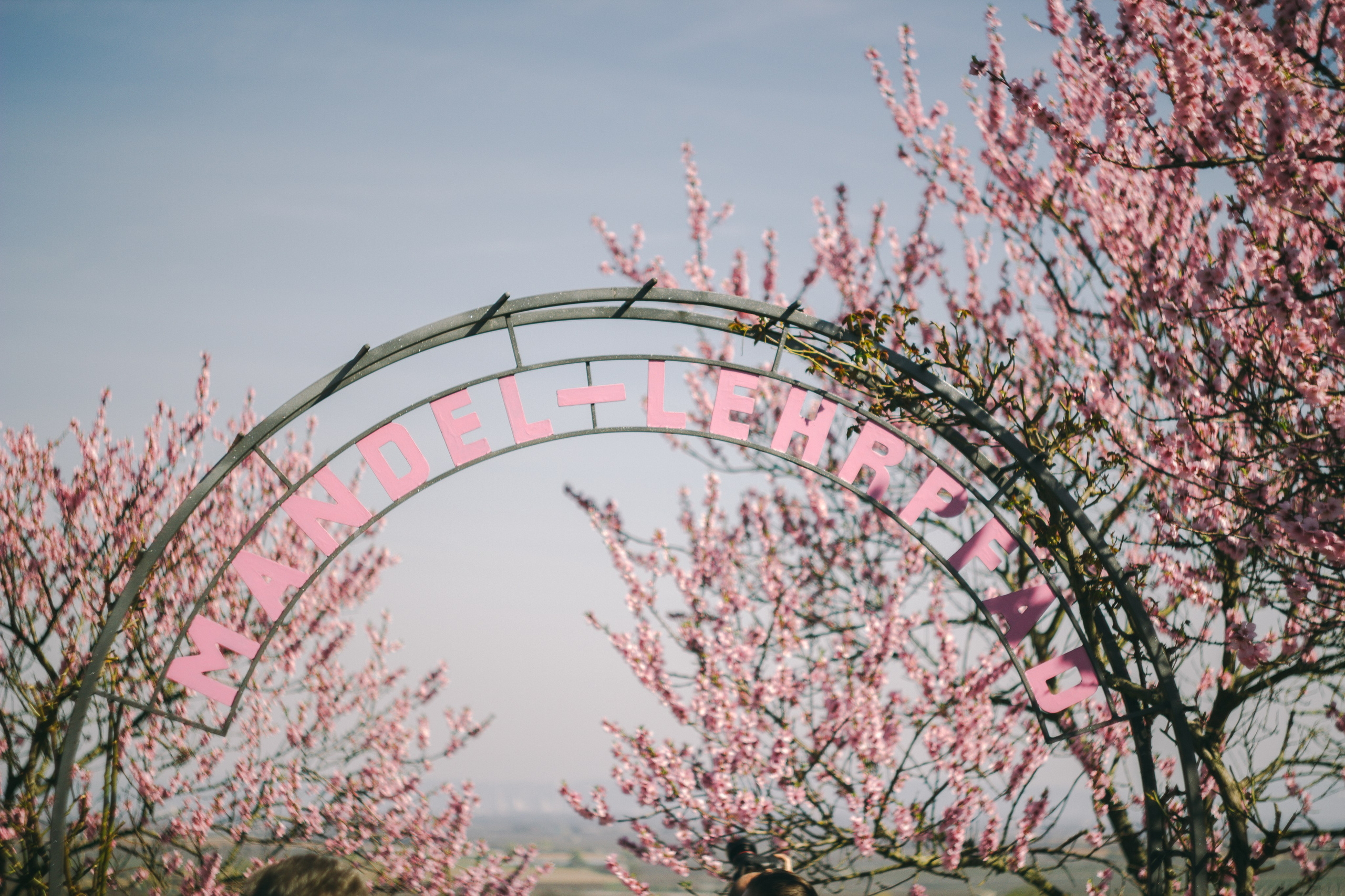 Цветущий миндаль в Пфальце. Фотограф в Германии — Мария Чистякова