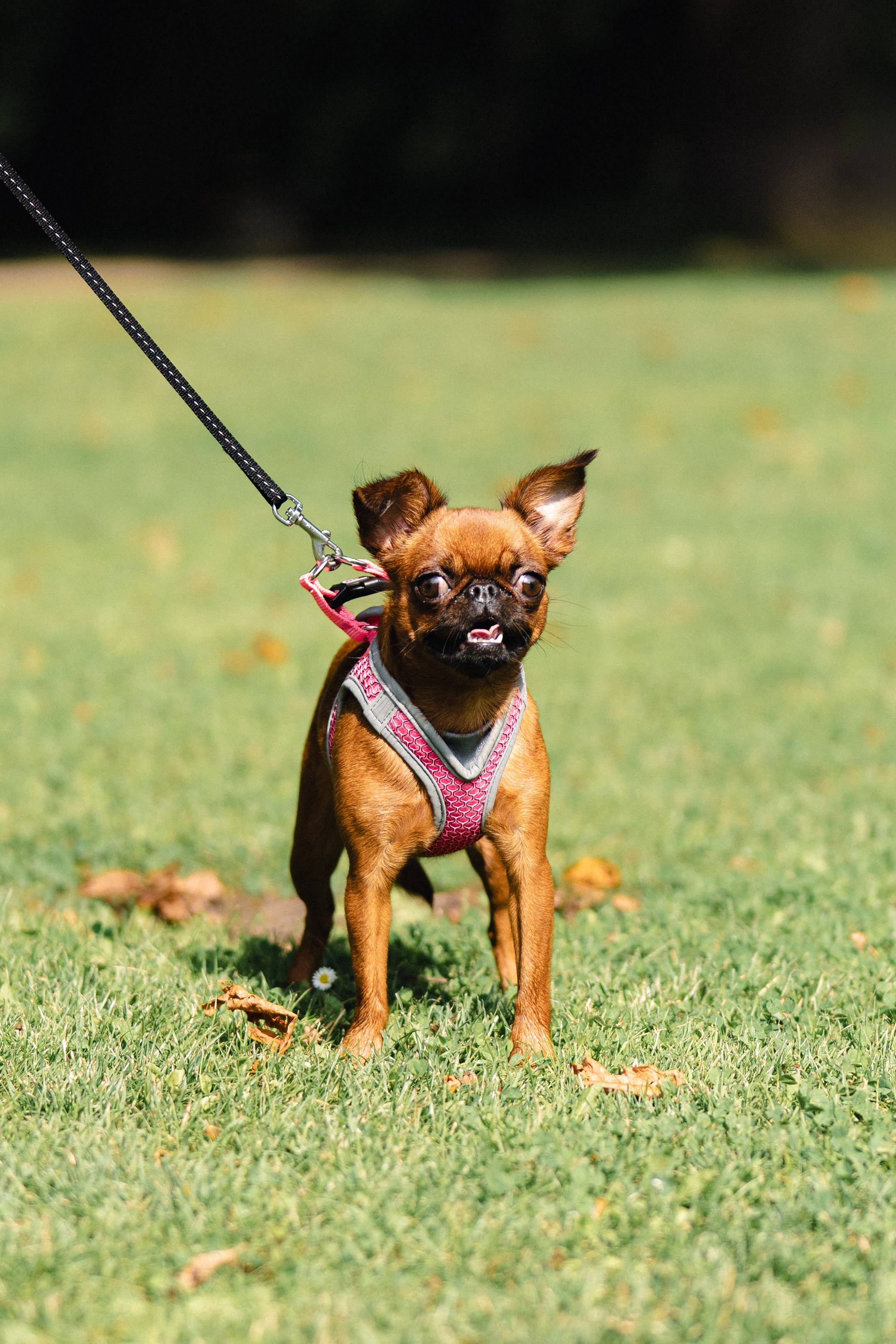 Natalia, Janik, Nusha & Betty. Фотограф-анималист в Таллинне, Катя Лайсаар
