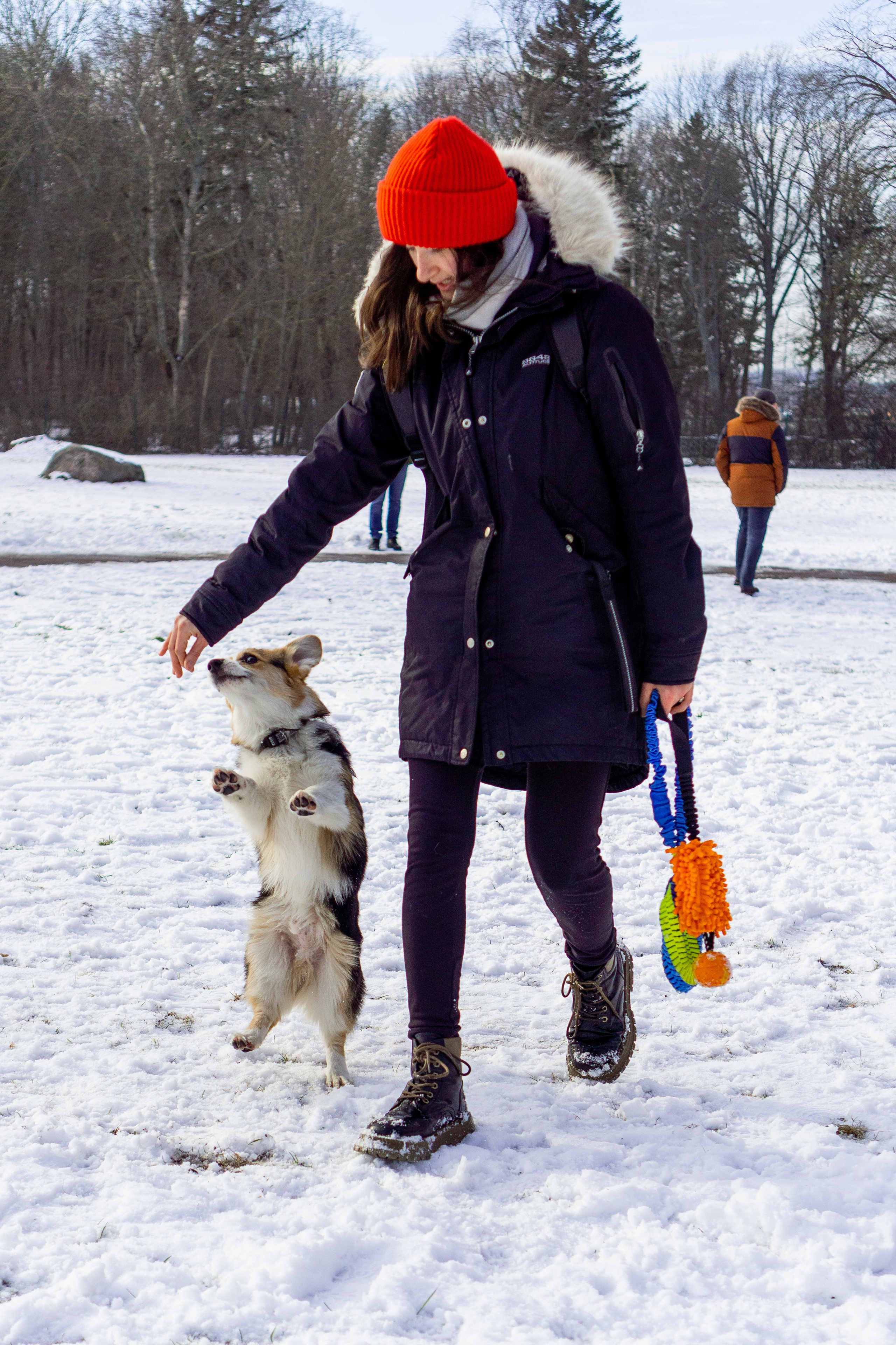 Corgi party, 23 feb. 2025. Kat Laisaar — Pet photographer in Tallinn