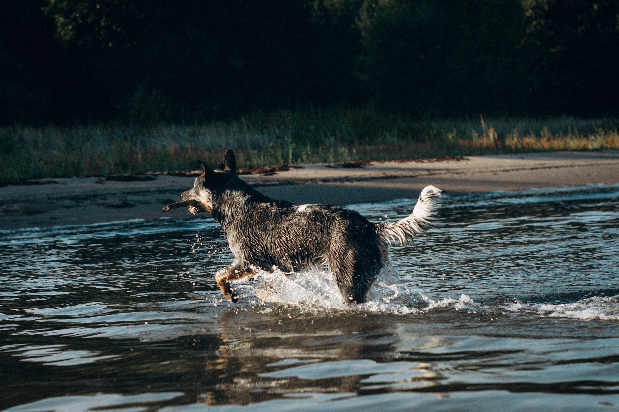 Dakota, Australian Cattle Dog. Kat Laisaar — Pet photographer in Tallinn