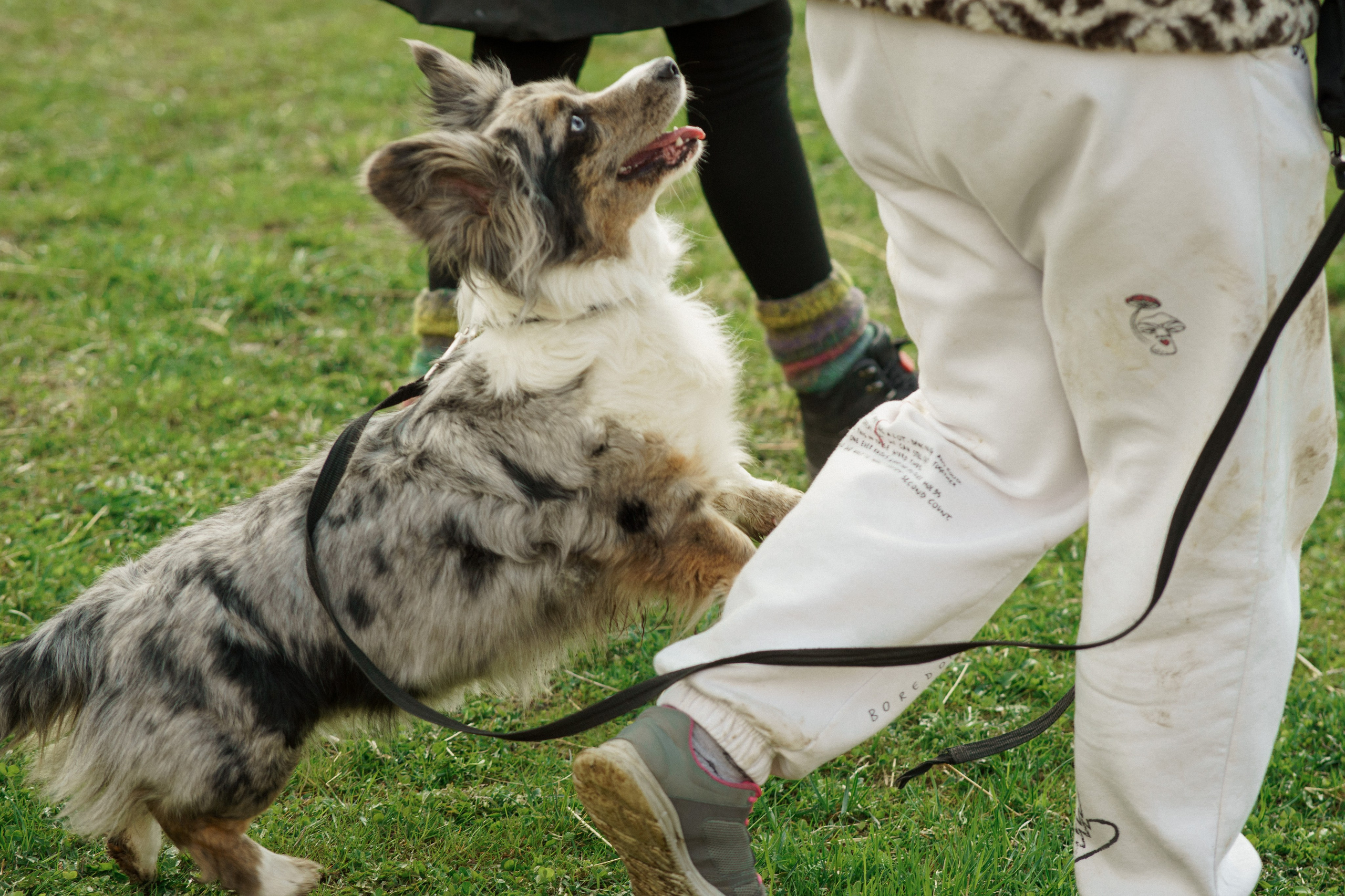 Herding Days, 26 apr. 2025. Kat Laisaar — Pet photographer in Tallinn
