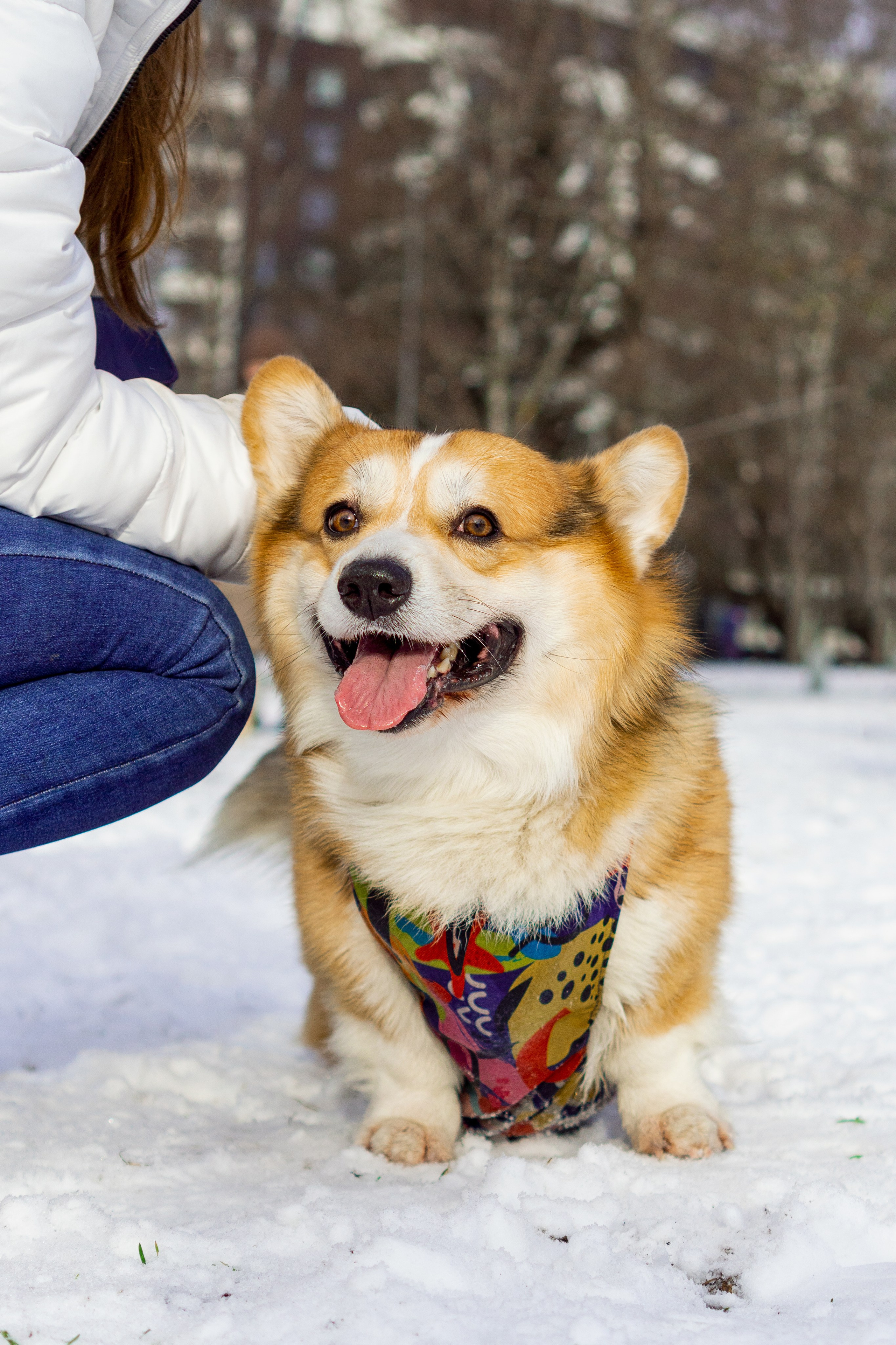 Corgi party, 23 feb. 2025. Kat Laisaar — Pet photographer in Tallinn