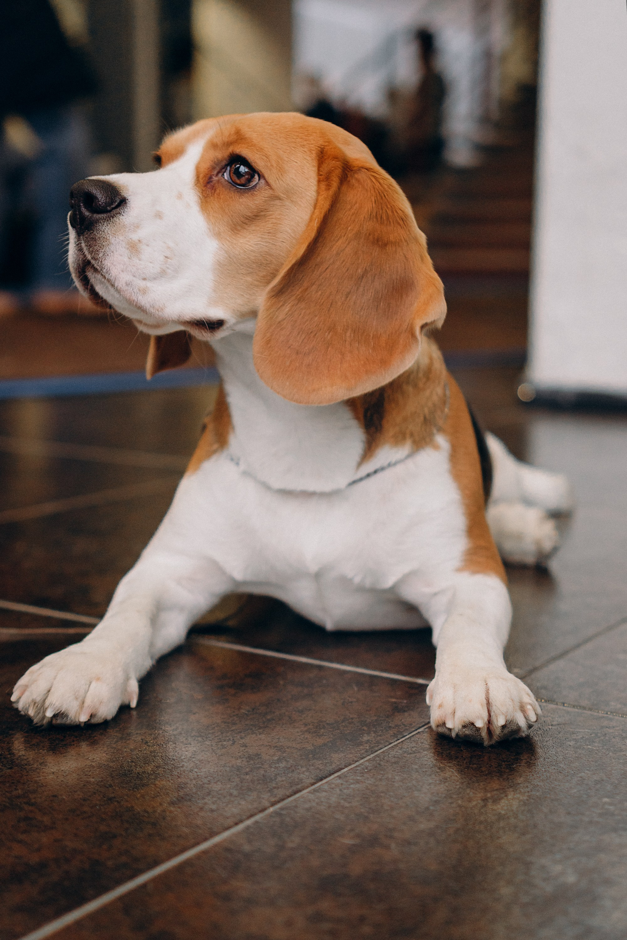 Luure & Cascada. Kat Laisaar — Pet photographer in Tallinn