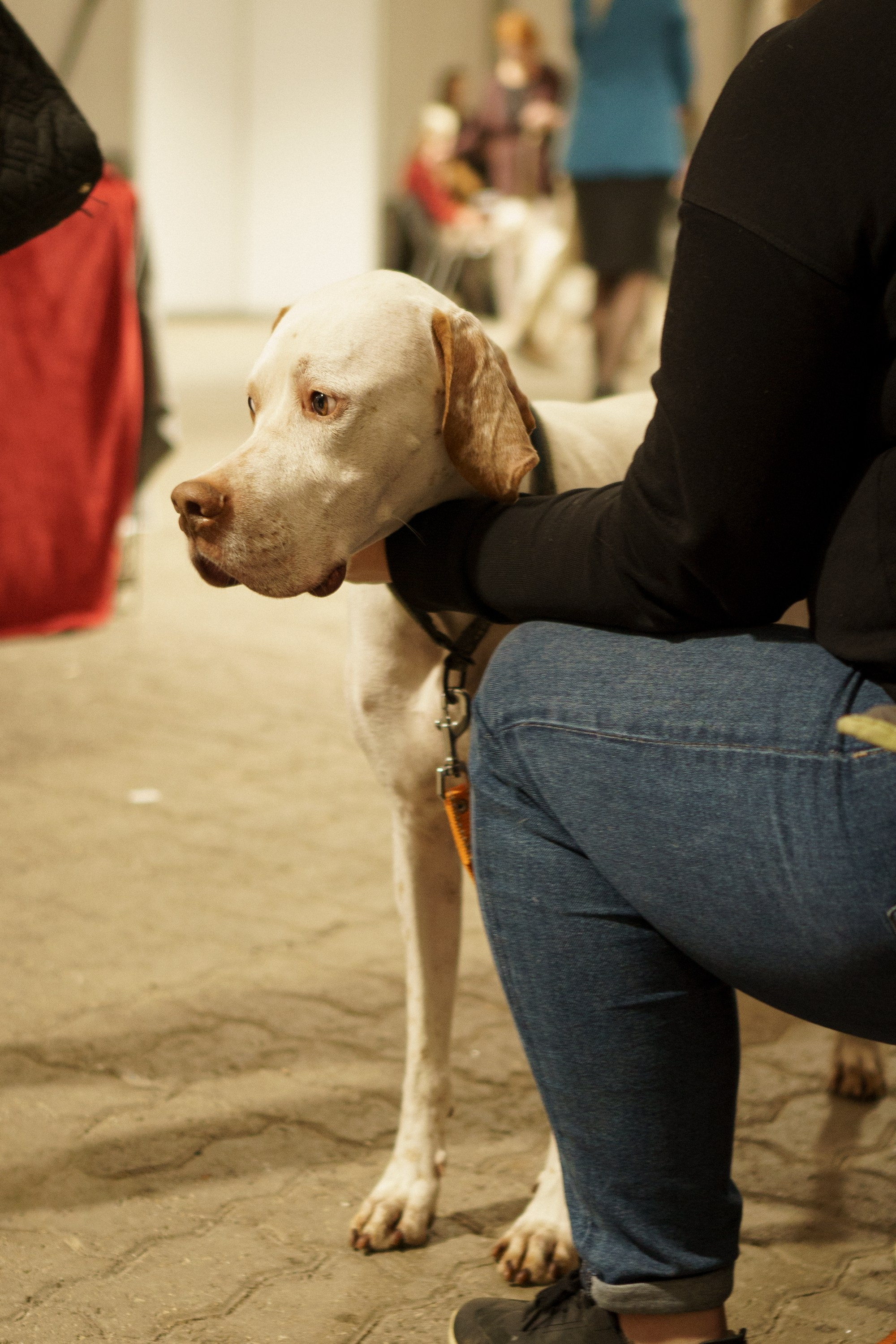 Tartu International Dog Show. Kat Laisaar — Pet photographer in Tallinn