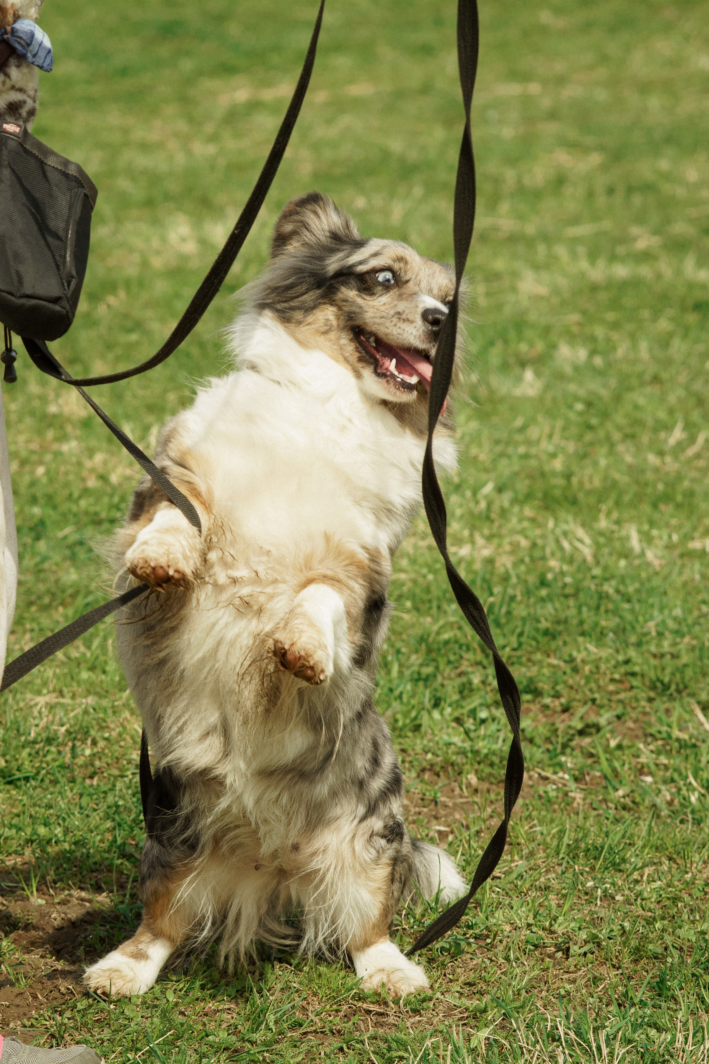 Herding Days, 26 apr. 2025. Kat Laisaar — Pet photographer in Tallinn
