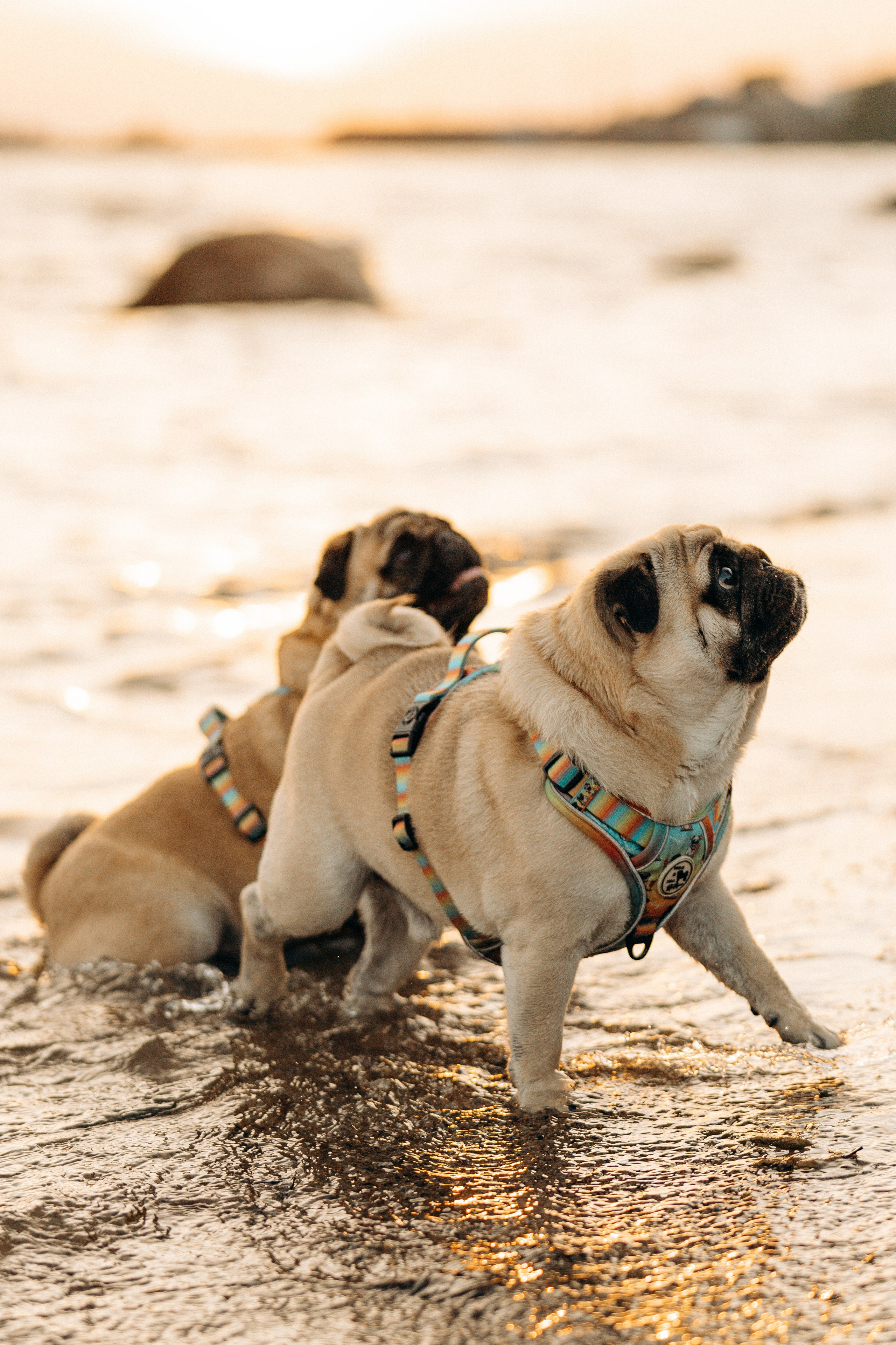 Frank, Tony, Katerina & Lev. Kat Laisaar — Pet photographer in Tallinn