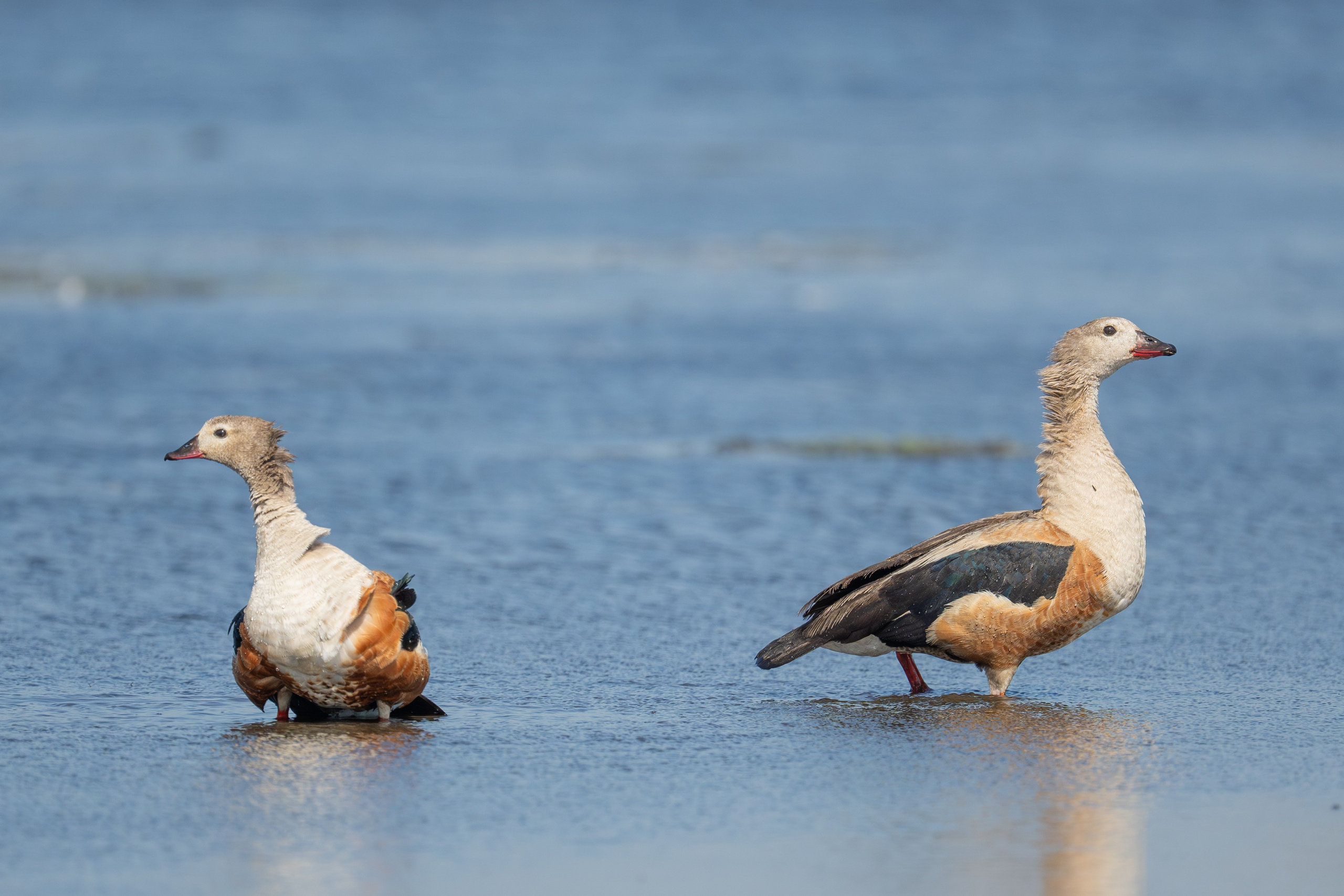 Ganzos. Nature photographer Yuri Soria-Galvarro