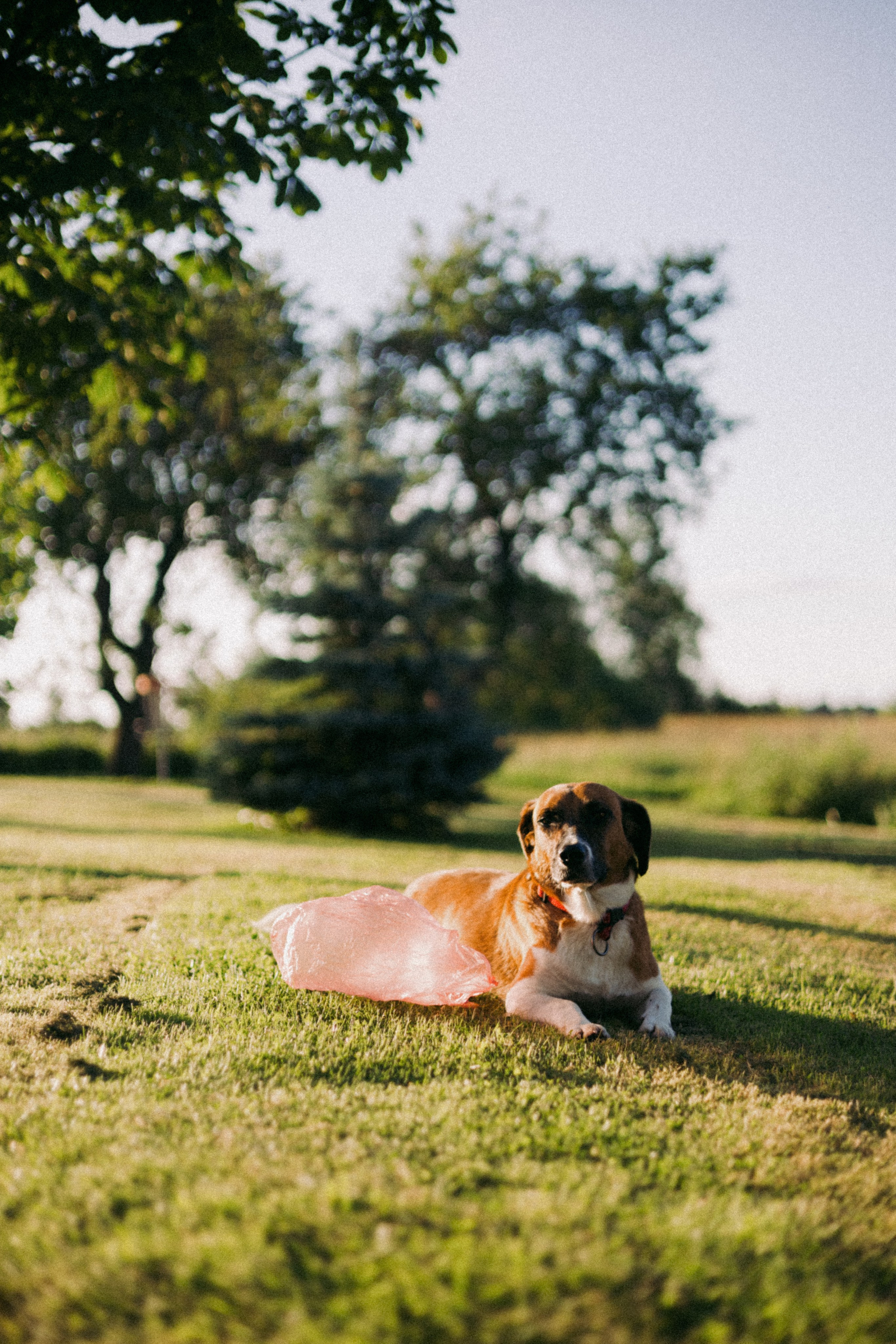 Vasara sode. Портретный фотограф Александра Самозванова