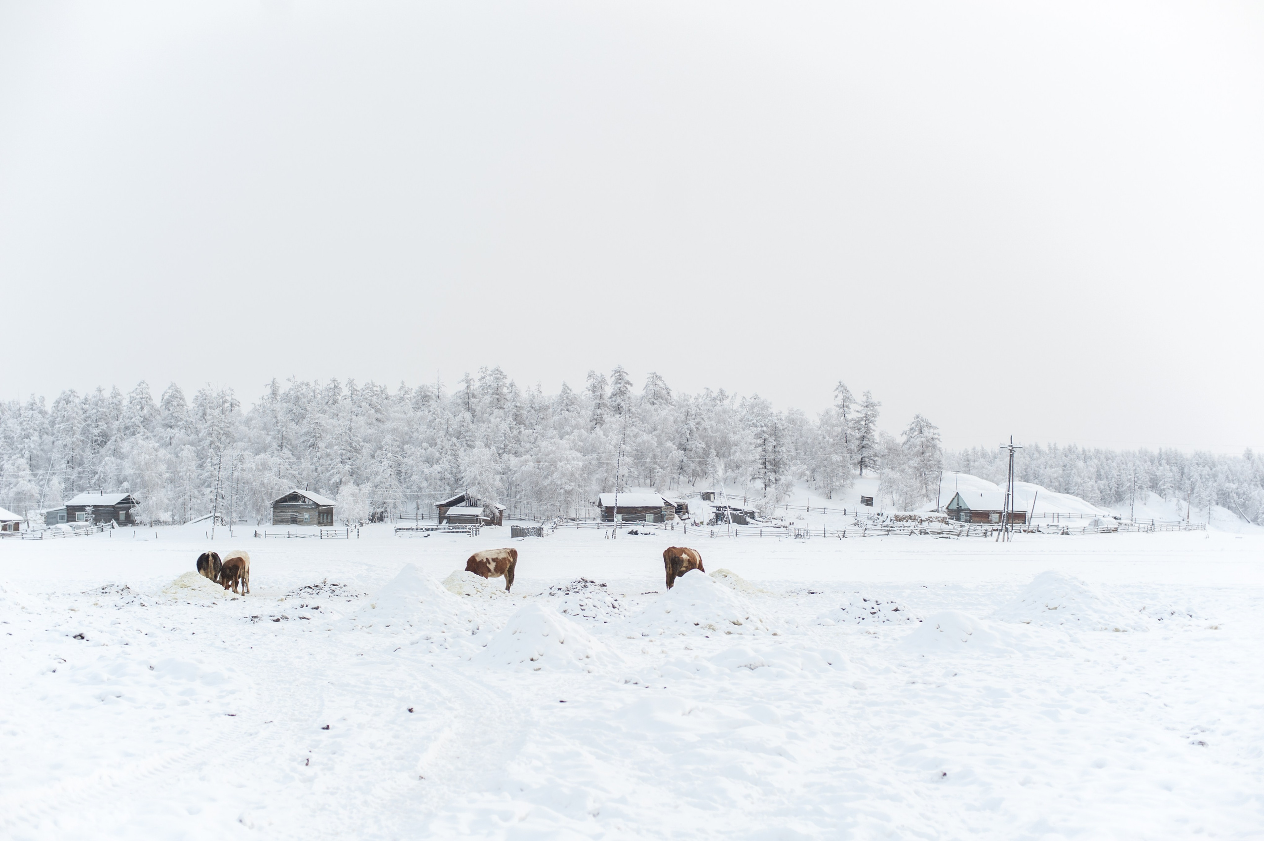 La meilleure saison. Ayar Kuo