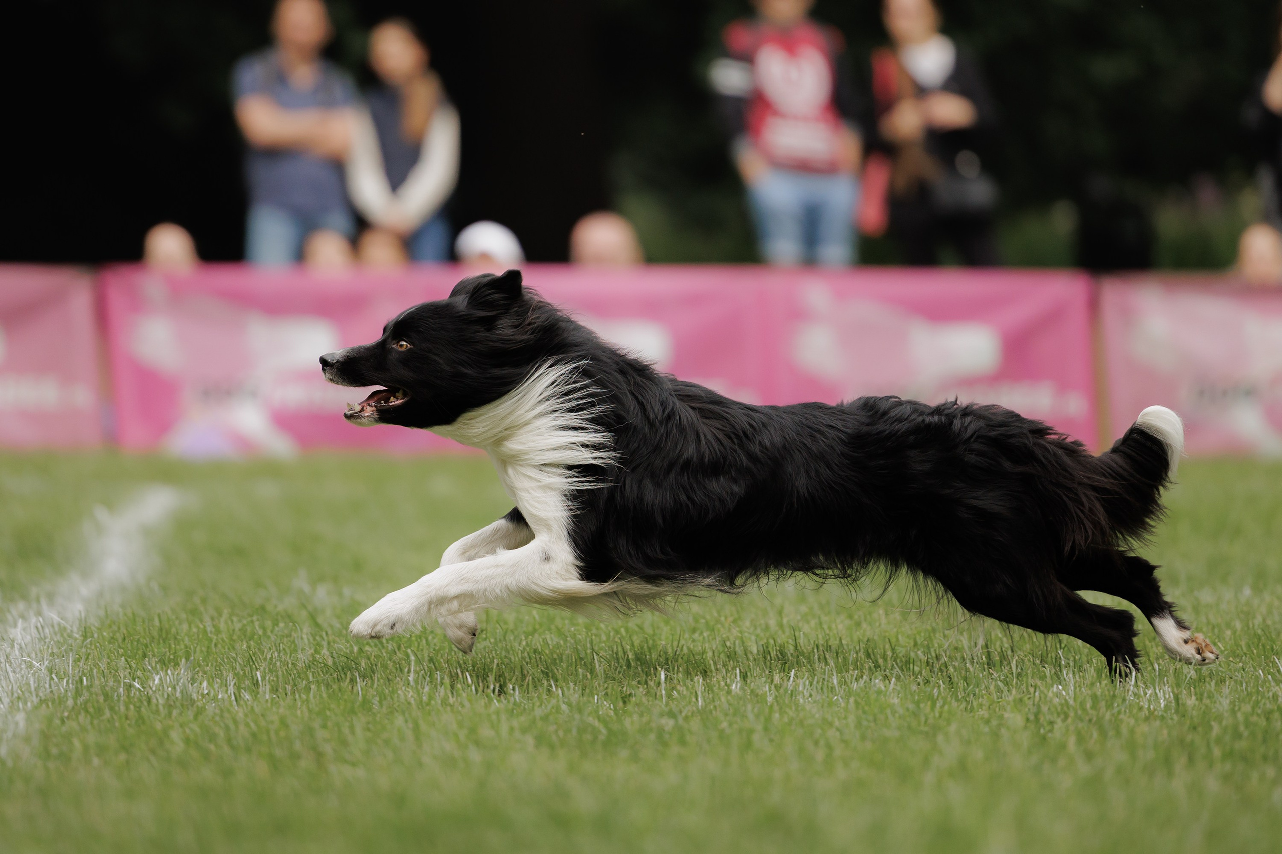Latające psy, Wrocław'25. Kaja | fotograf psów we Wrocławiu