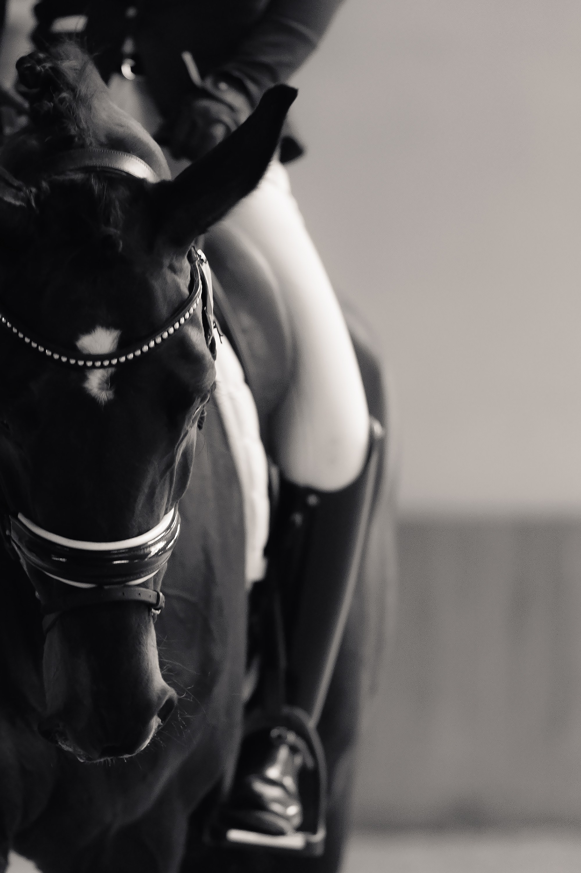 Fotografia koni Wrocław \ ujeżdżenie, Partynice. Kaja | fotograf we Wrocławiu | ludzie i psy