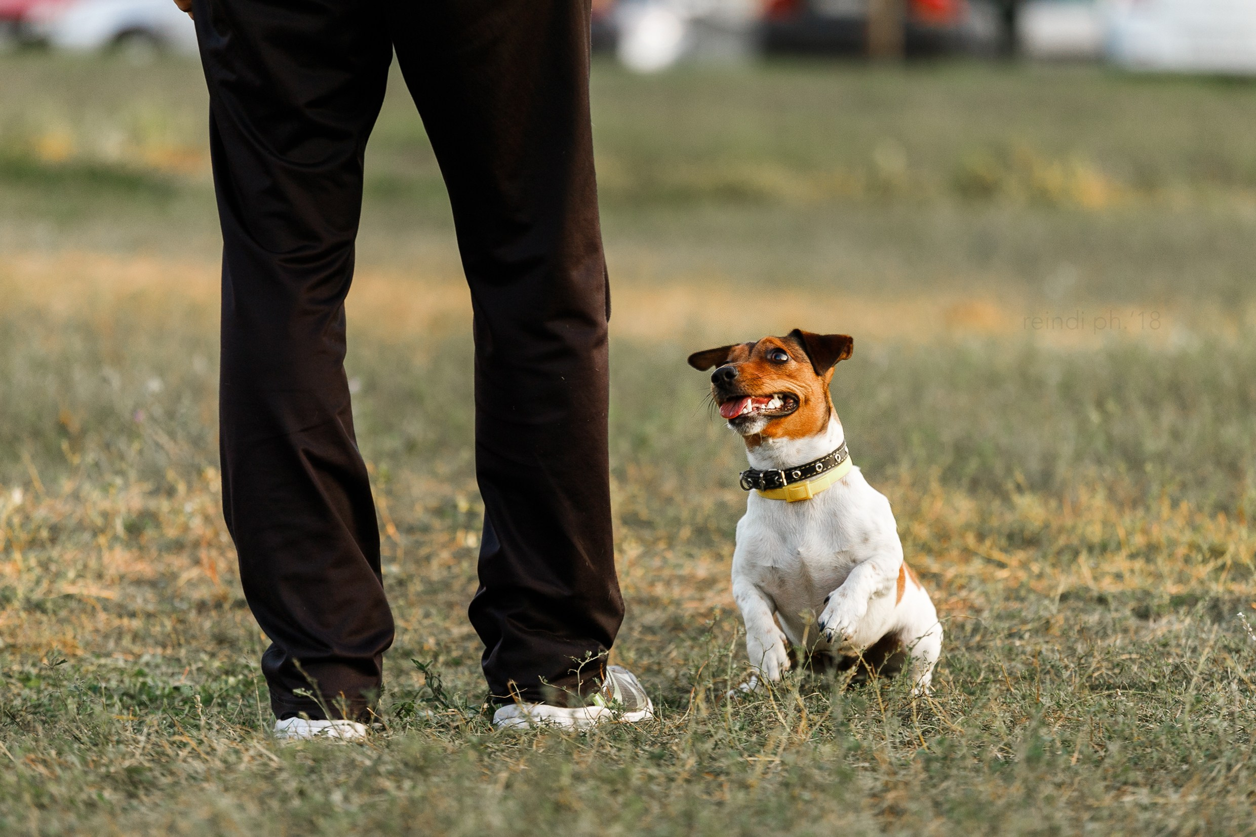 Frisbee training at sunset | summer. Kaja | fotograf we Wrocławiu | ludzie i psy