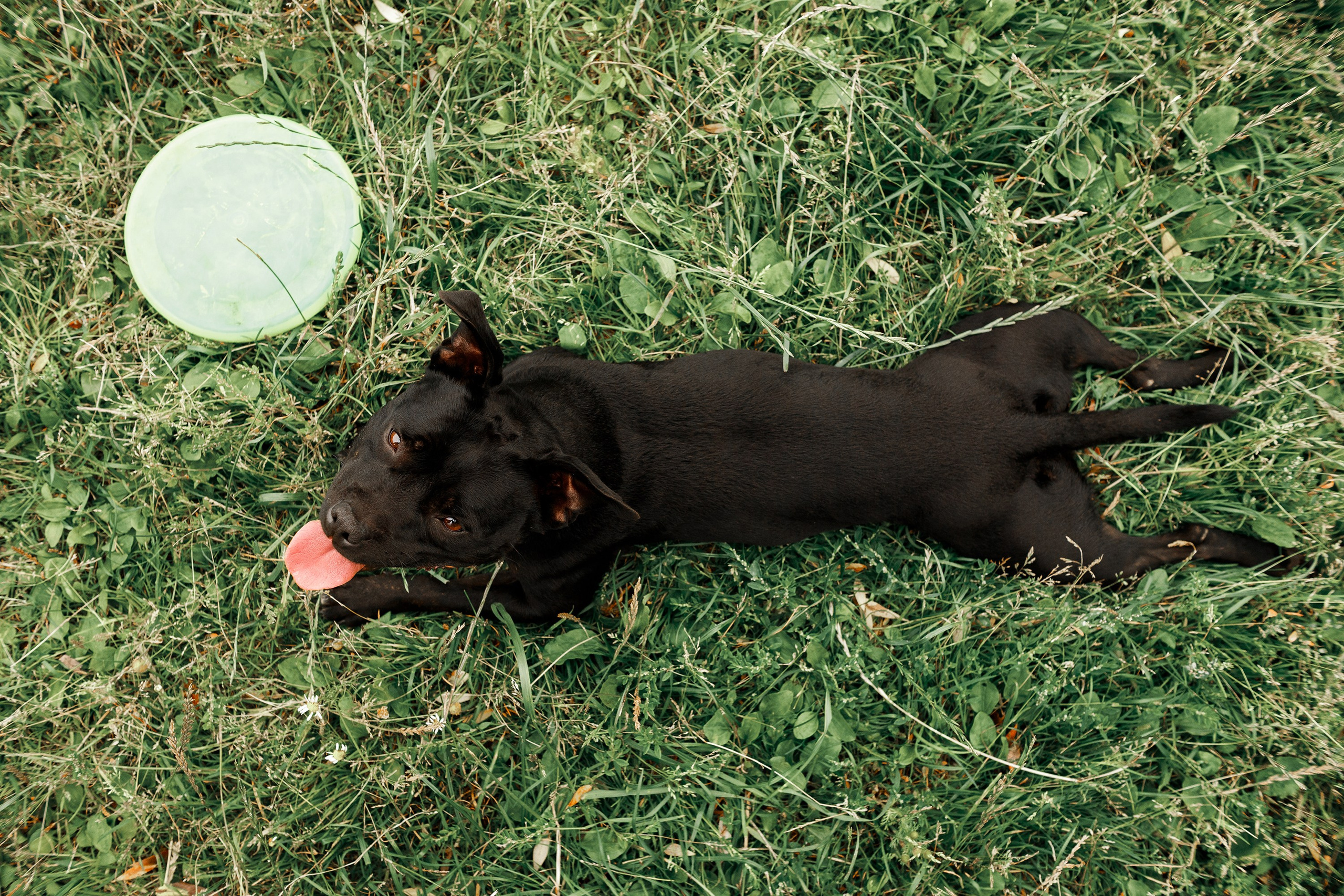 Staffy Yosia. Kaja | fotograf we Wrocławiu | ludzie i psy