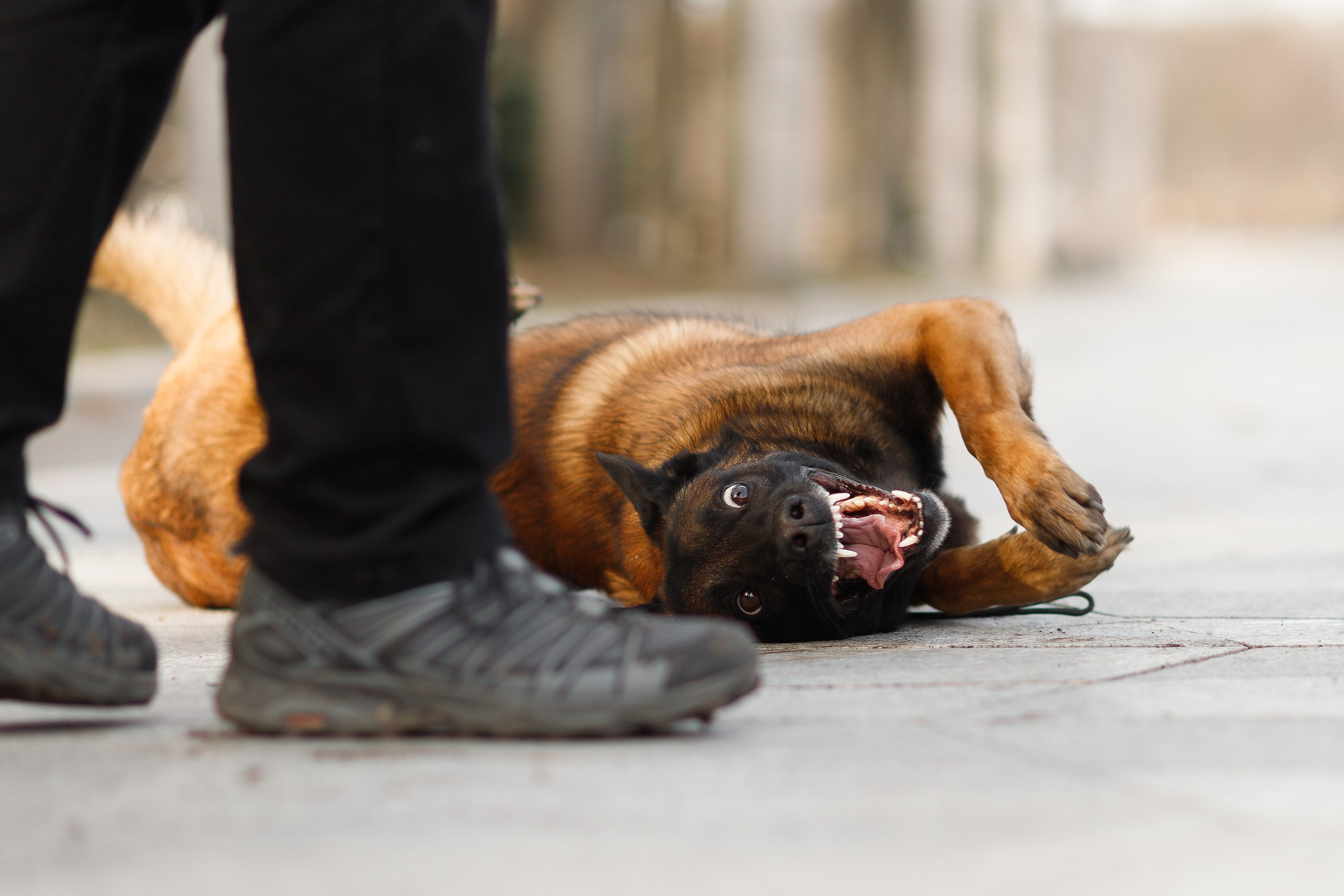 Autumn photo day for dog handler. Kaja | fotograf we Wrocławiu | ludzie i psy