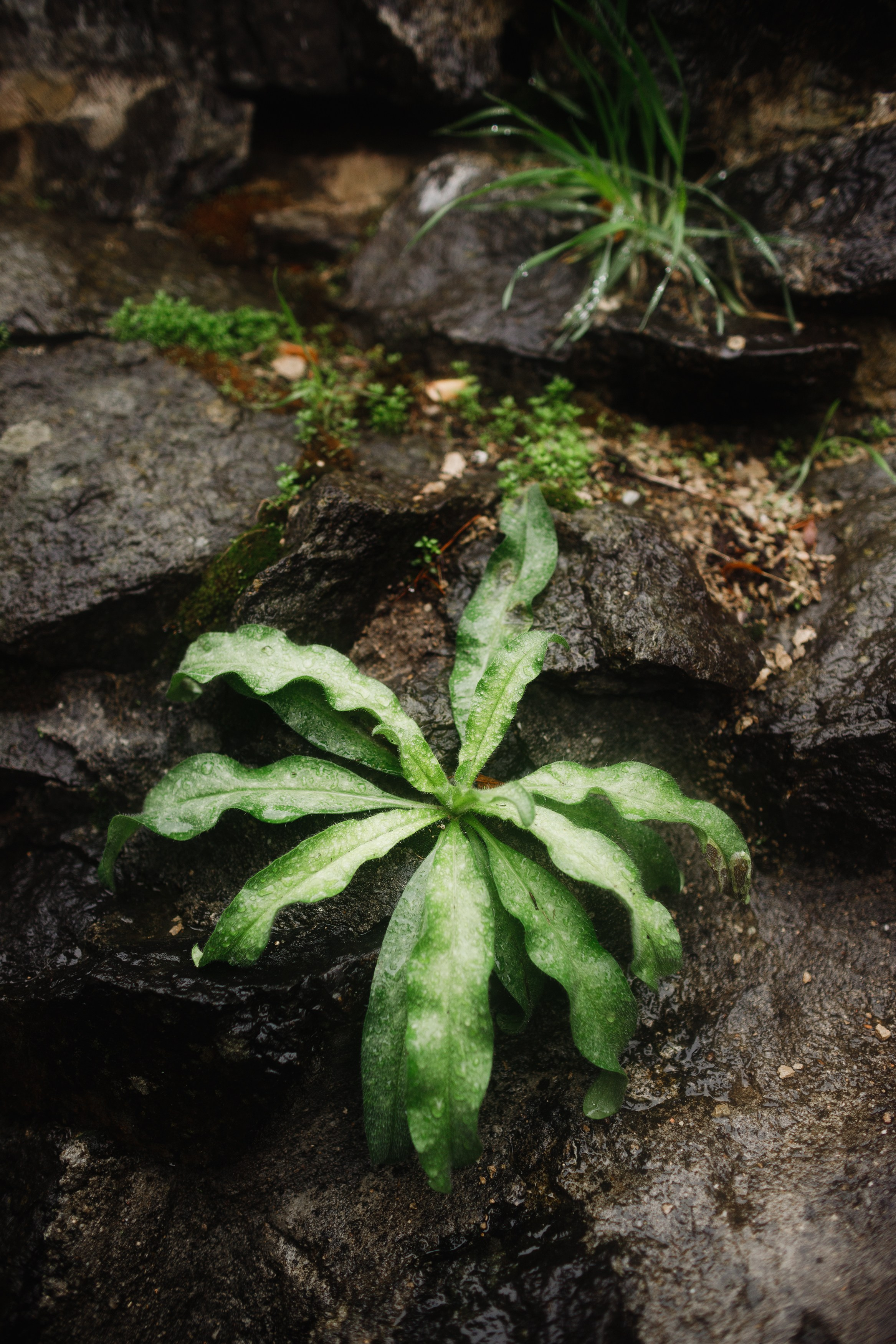 Zamek Grodziec. Kaja | fotograf psów we Wrocławiu