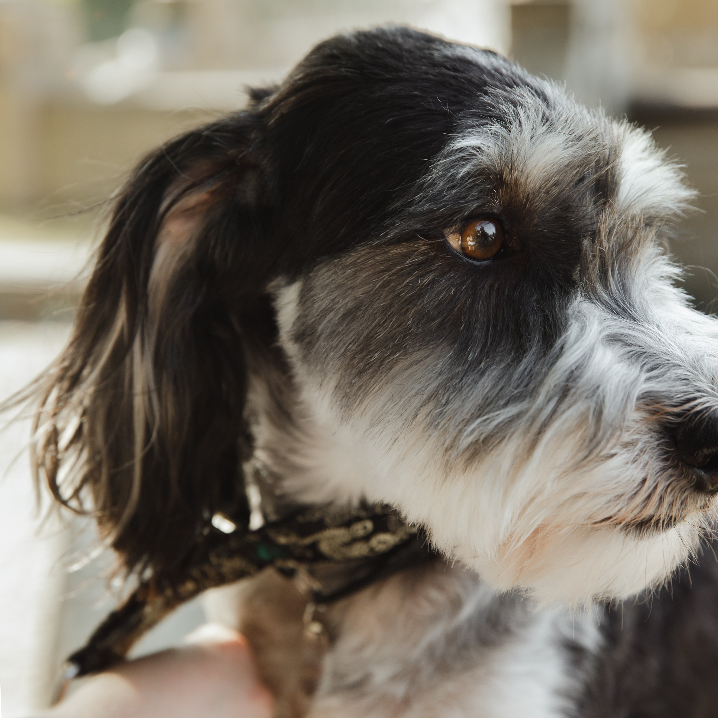 Lera & Flora. Kaja | fotograf we Wrocławiu | ludzie i psy