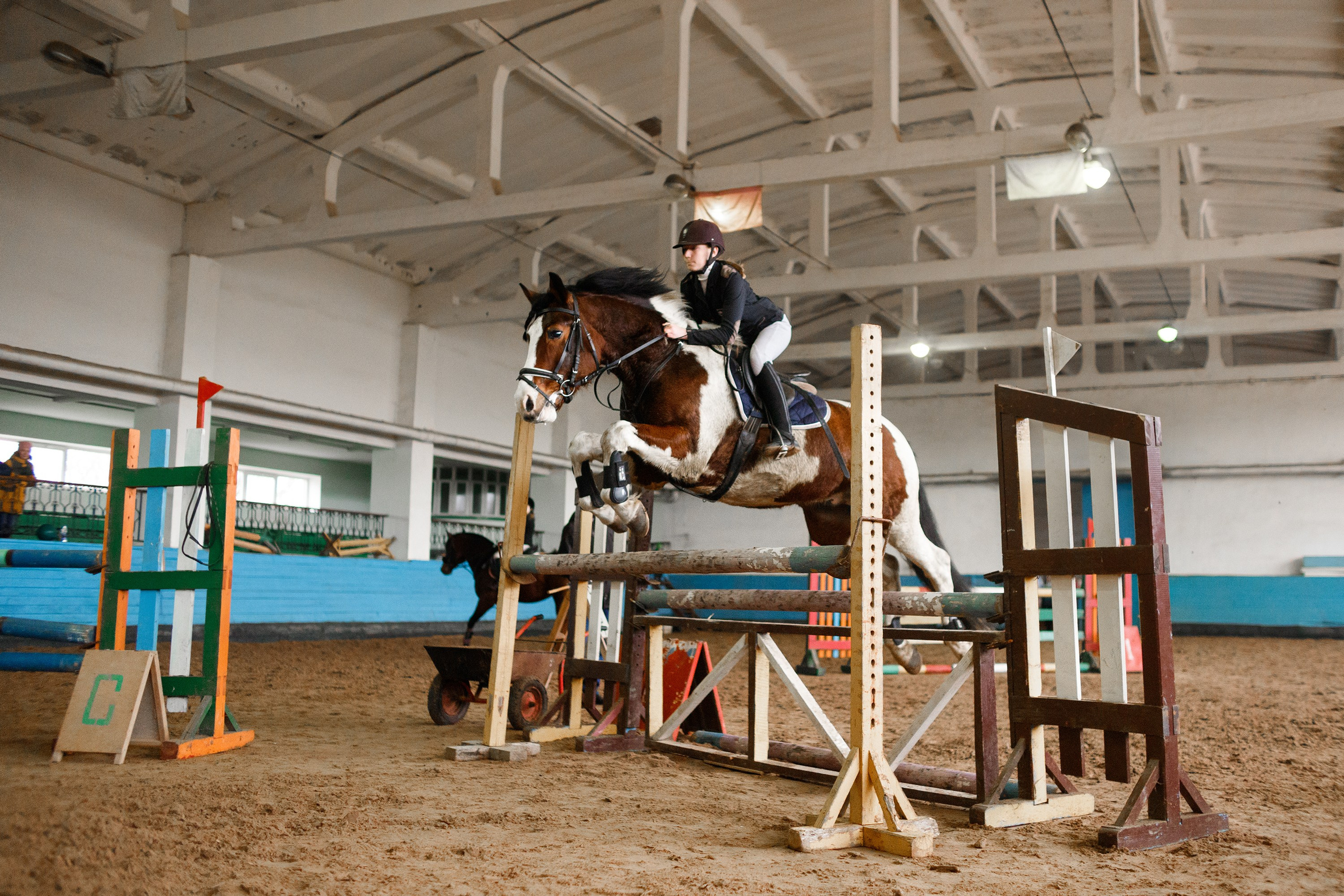 Winter show jumping in «Progress». Kaja | fotograf we Wrocławiu | ludzie i psy