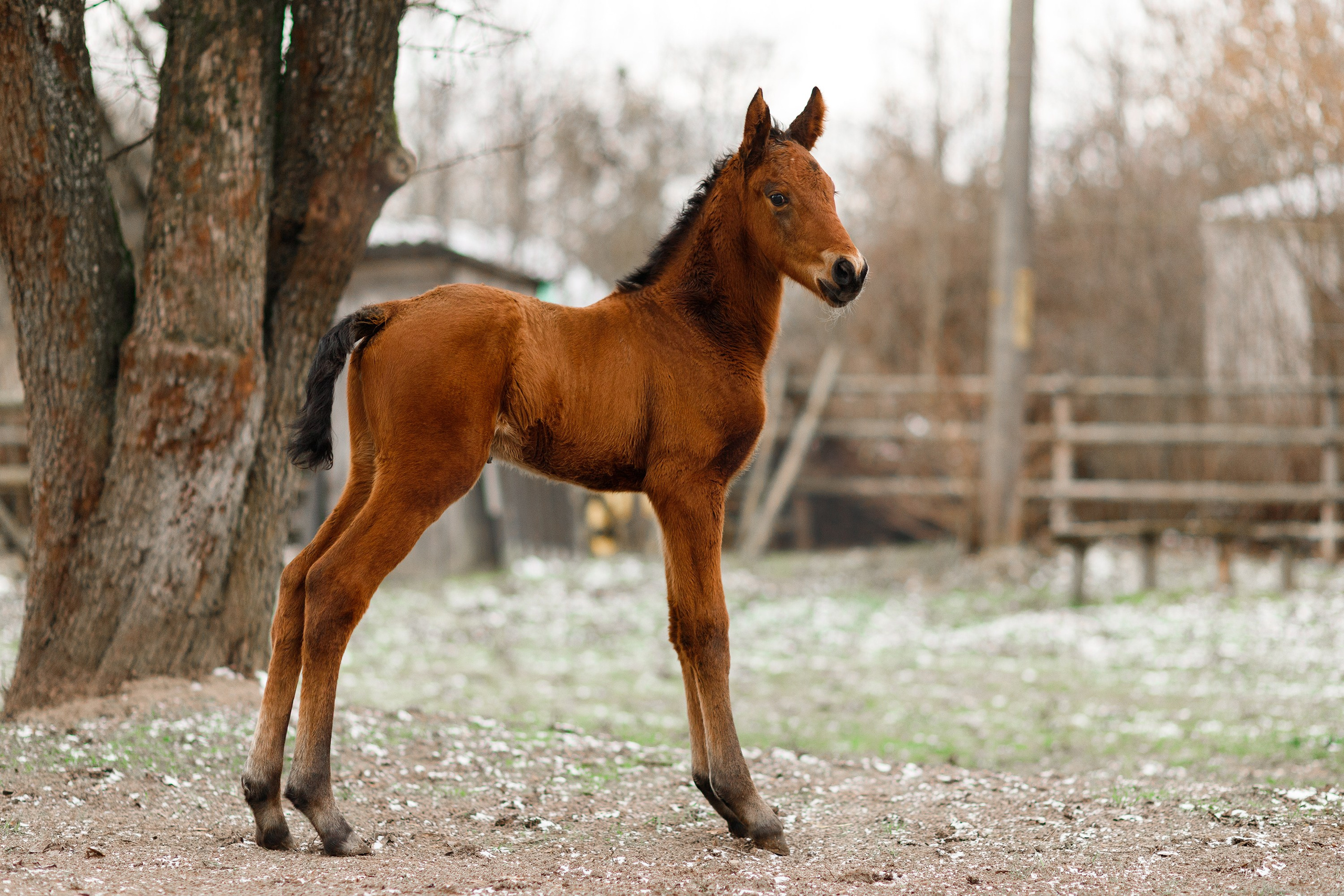 Winter stable. Kaja | fotograf psów we Wrocławiu