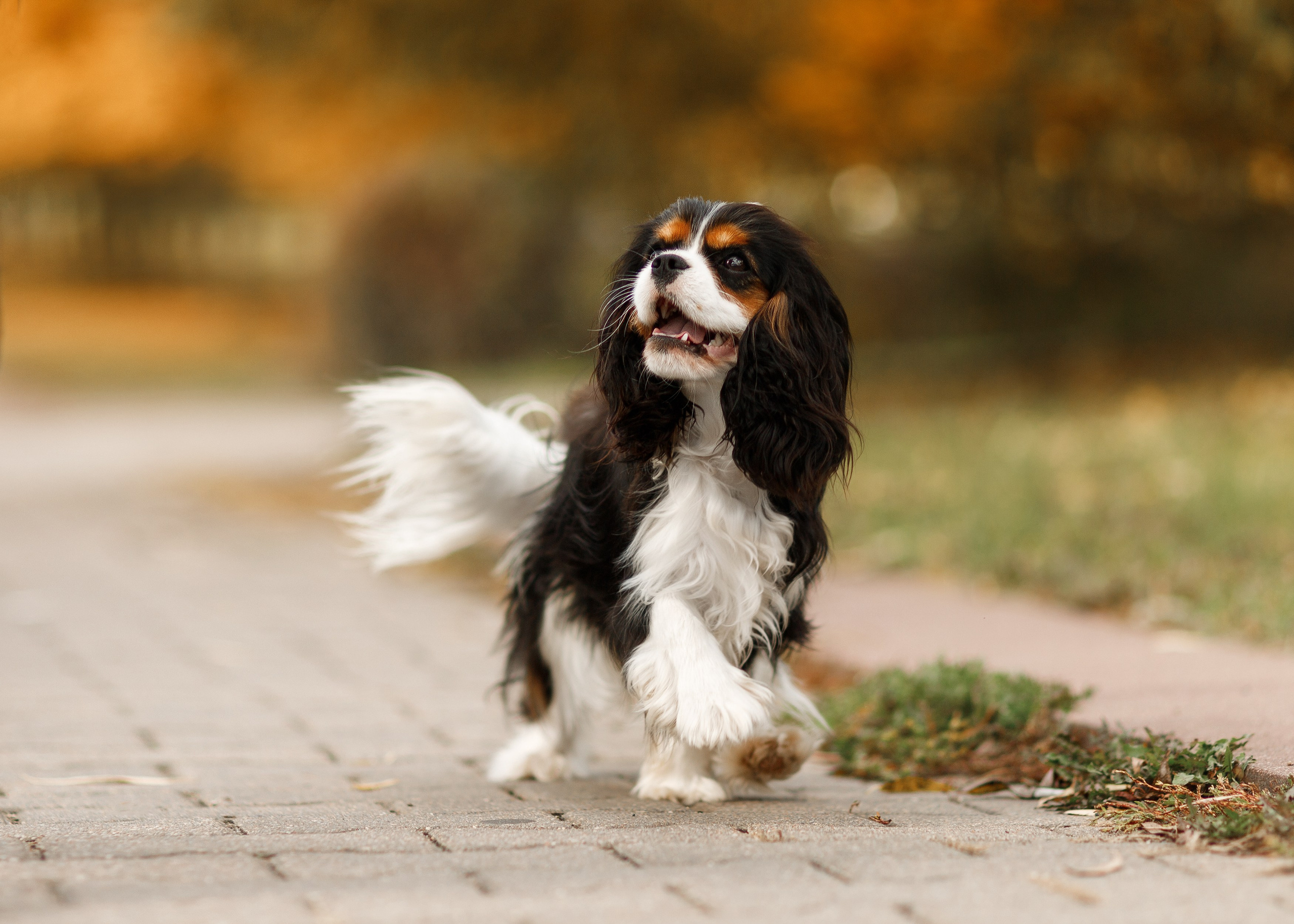 Autumn photo day for dog handler. Kaja | fotograf we Wrocławiu | ludzie i psy