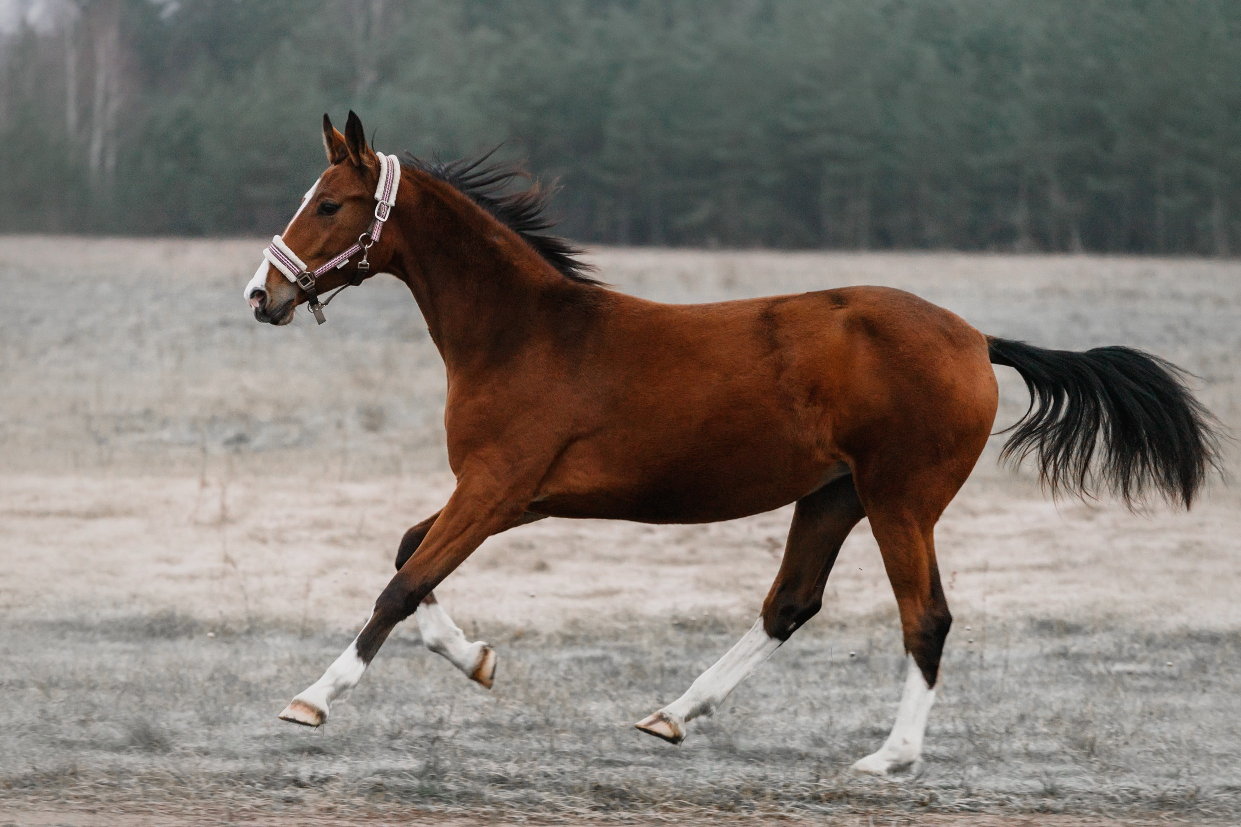 Aibike | winter. Kaja | fotograf psów we Wrocławiu