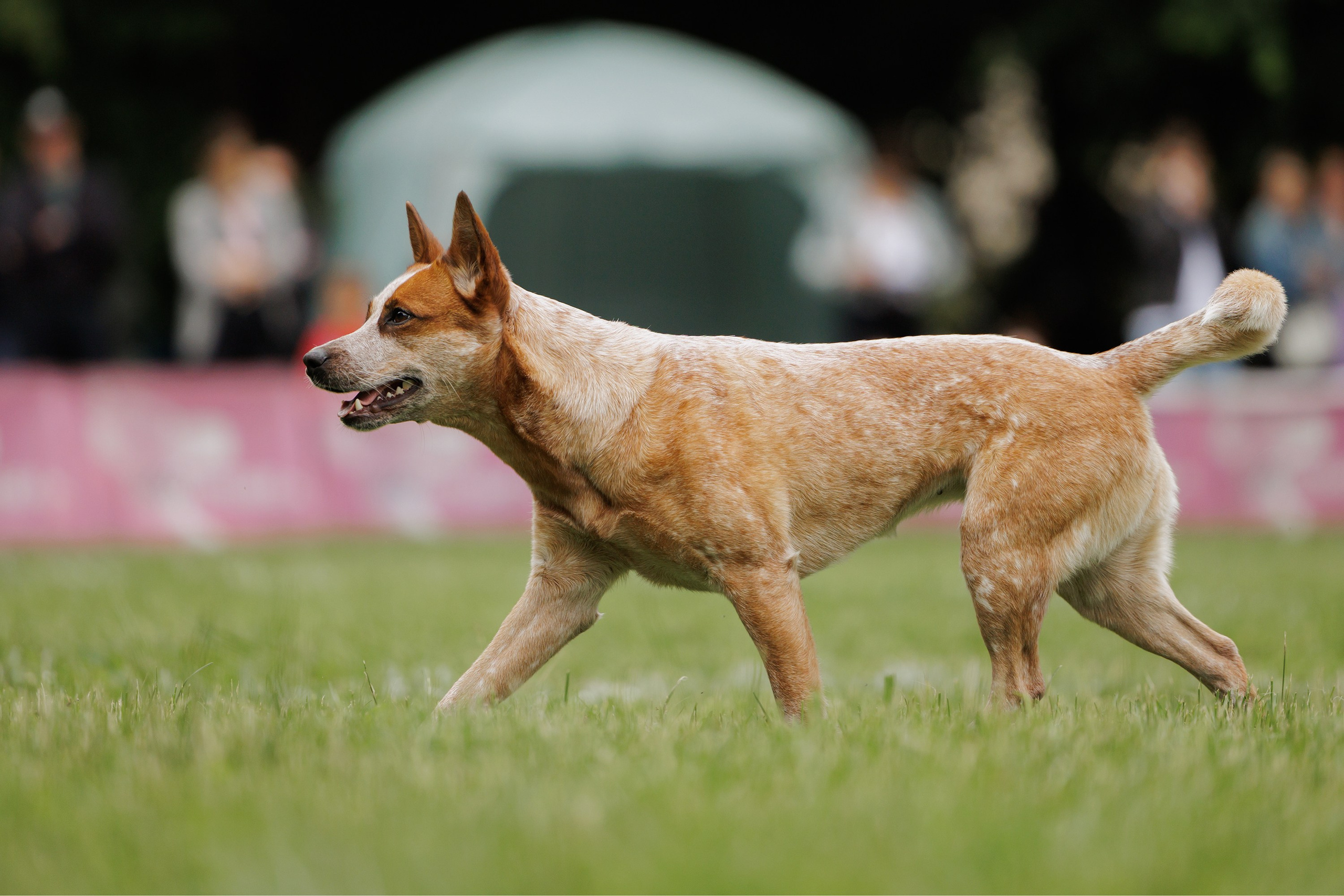 Latające psy, Wrocław'25. Kaja | fotograf psów we Wrocławiu