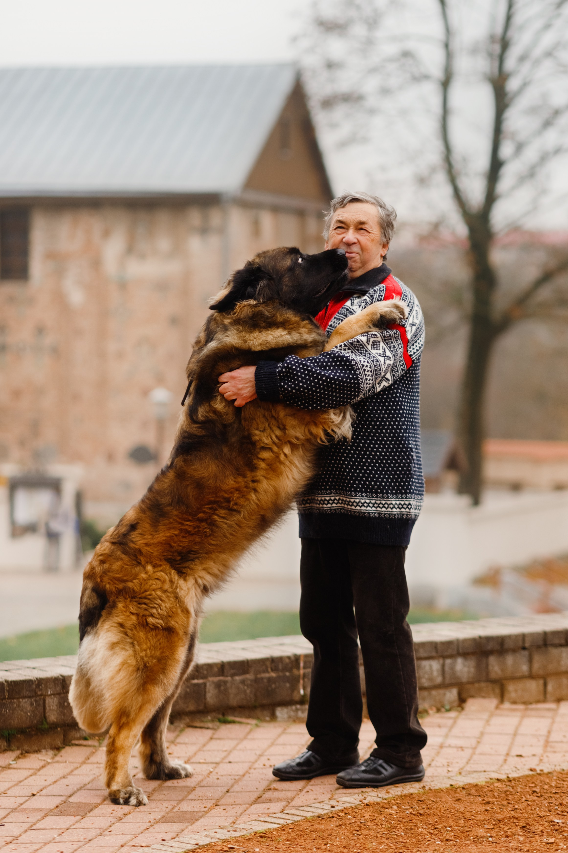 Leonbergers. Kaja | fotograf we Wrocławiu | ludzie i psy