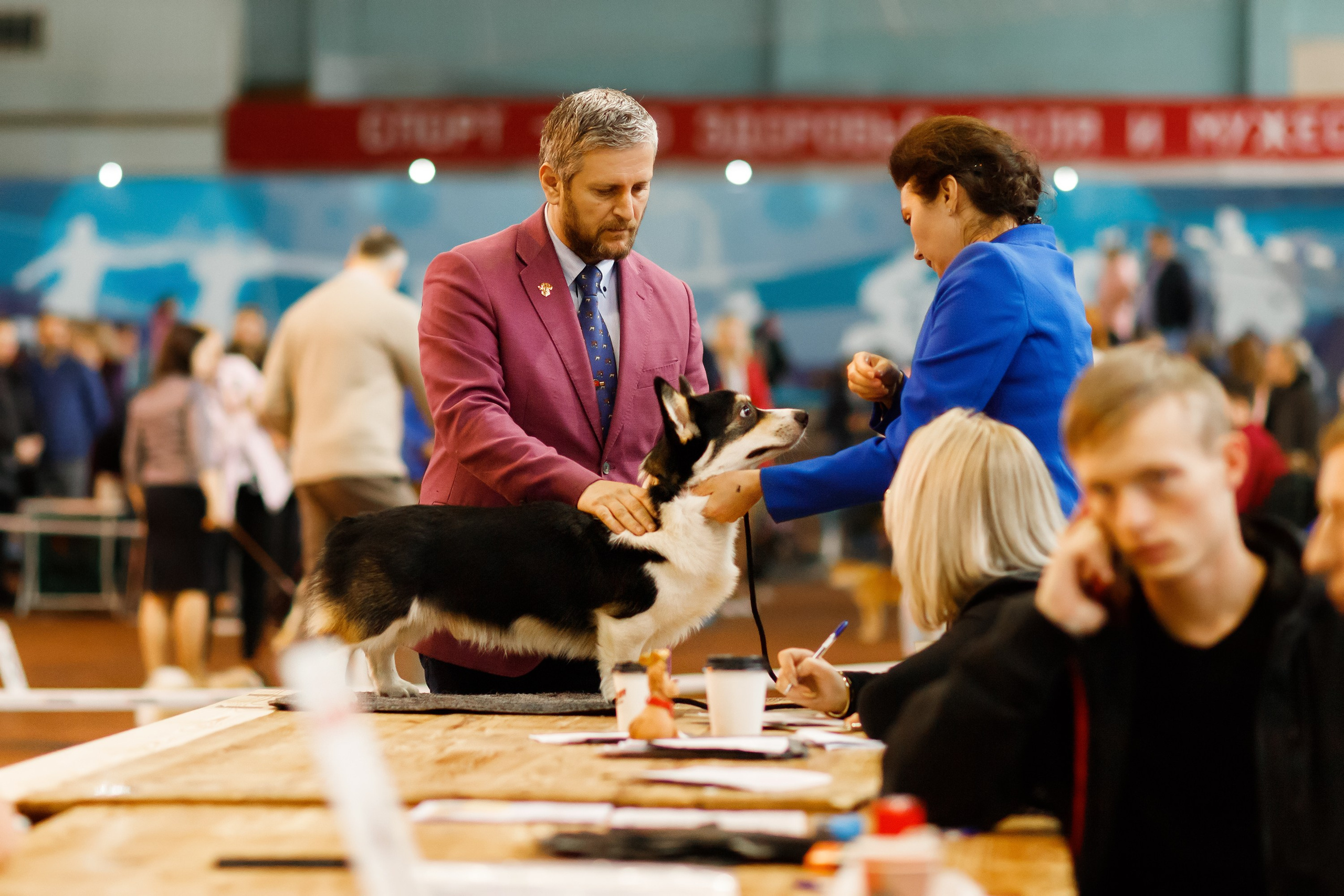 Dog shows | the best ones. Kaja | fotograf psów we Wrocławiu