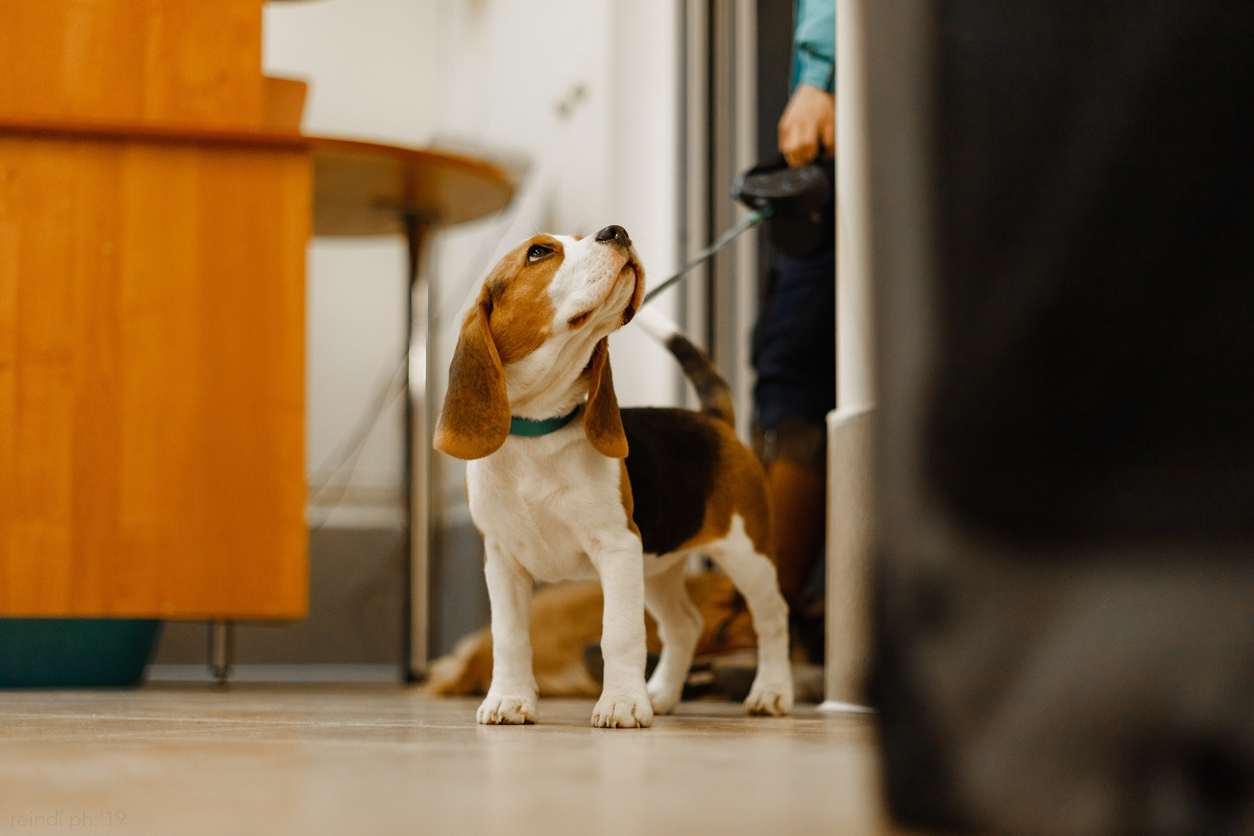 Dog handling hall. Kaja | fotograf we Wrocławiu | ludzie i psy