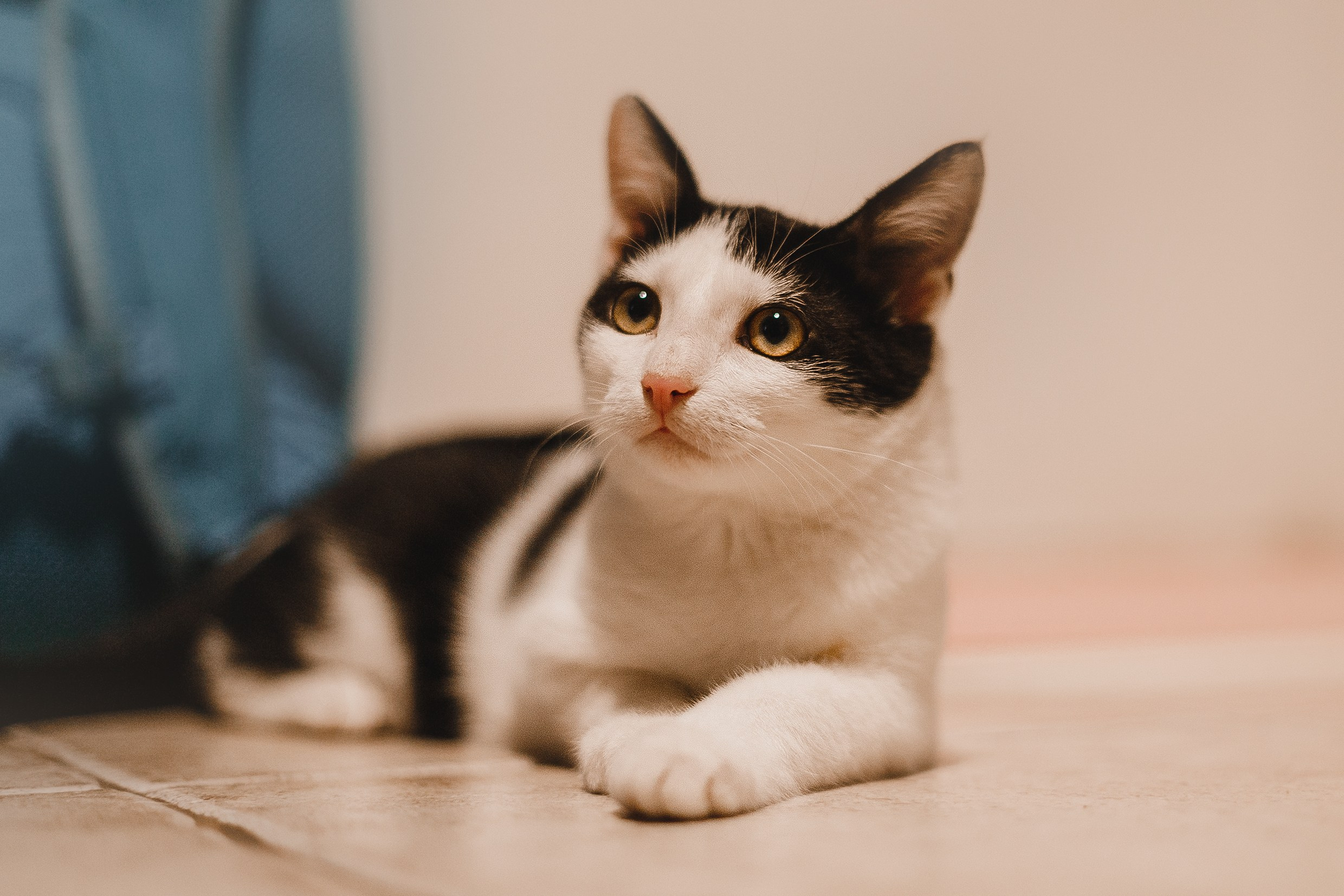 Pack of cats in the home. Kaja | fotograf we Wrocławiu | ludzie i psy