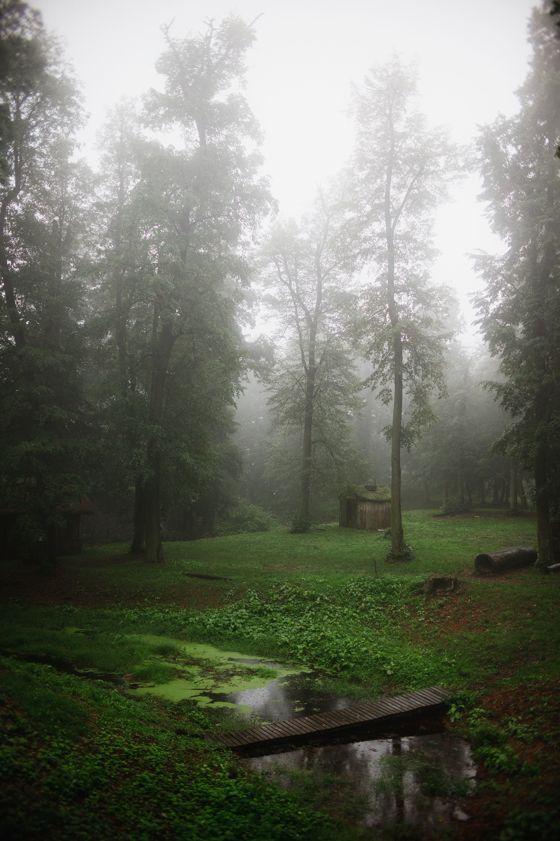 Zamek Grodziec. Kaja | fotograf psów we Wrocławiu