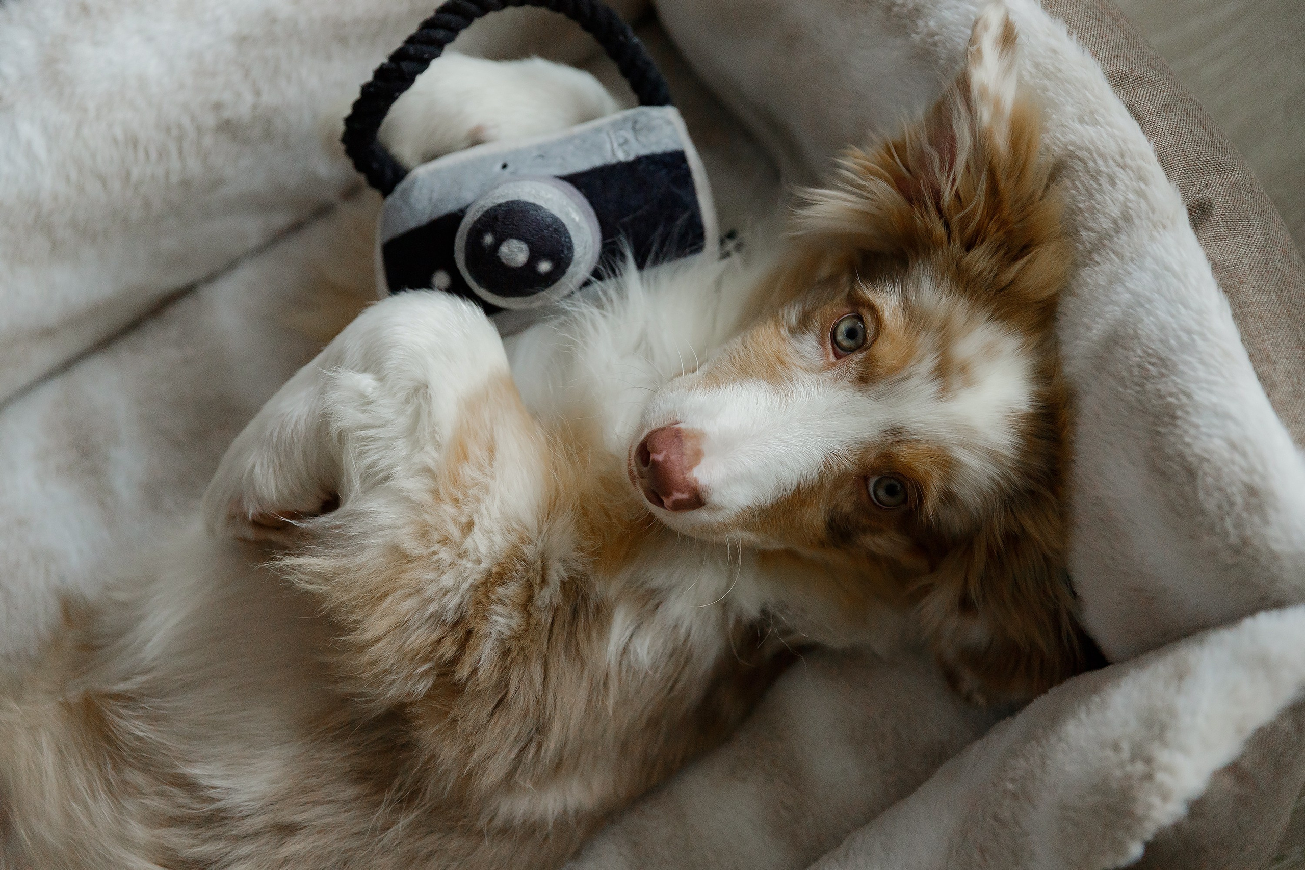 Fotografia psów Wrocław. Kaja | fotograf we Wrocławiu | ludzie i psy