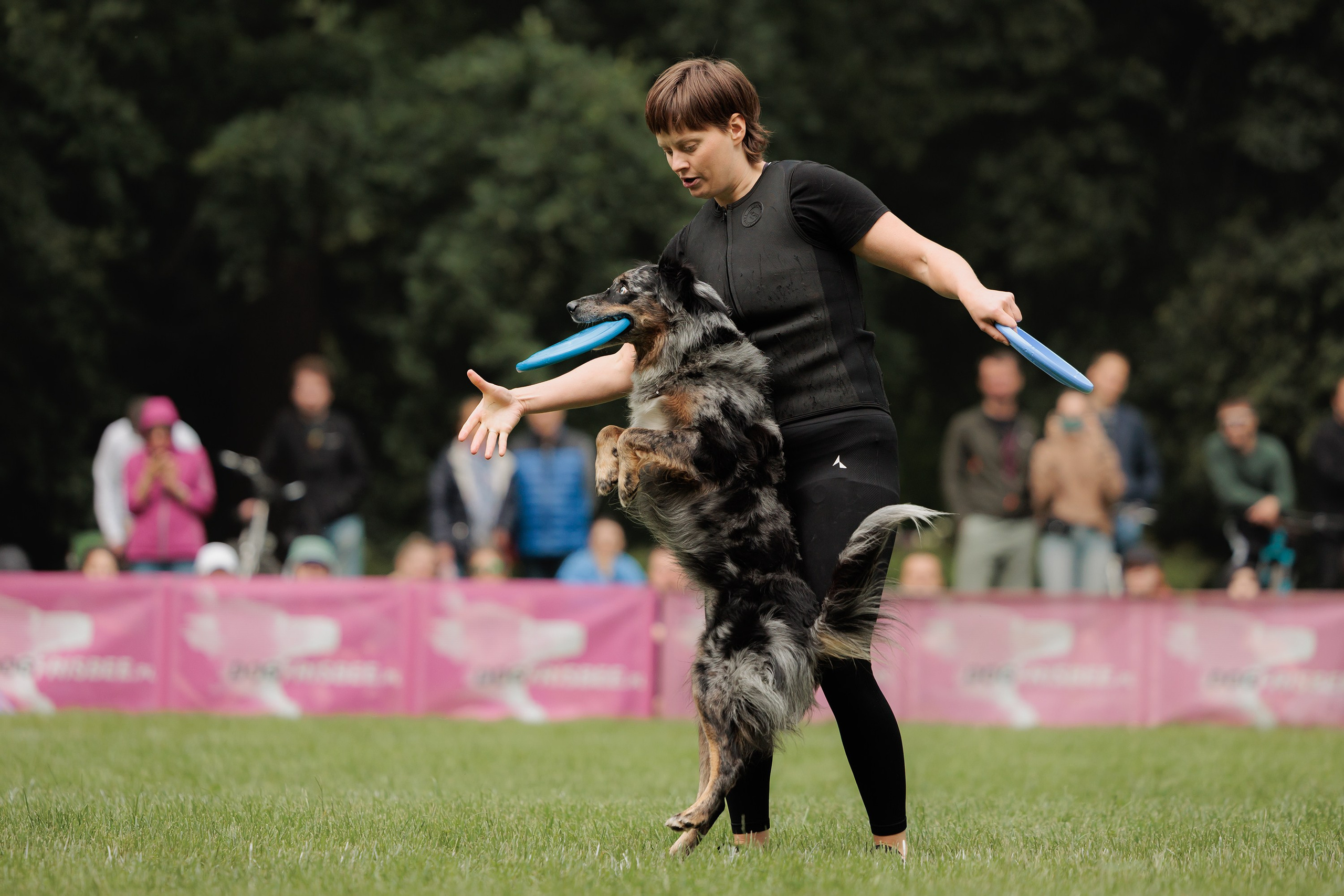 Latające psy, Wrocław'25. Kaja | fotograf psów we Wrocławiu