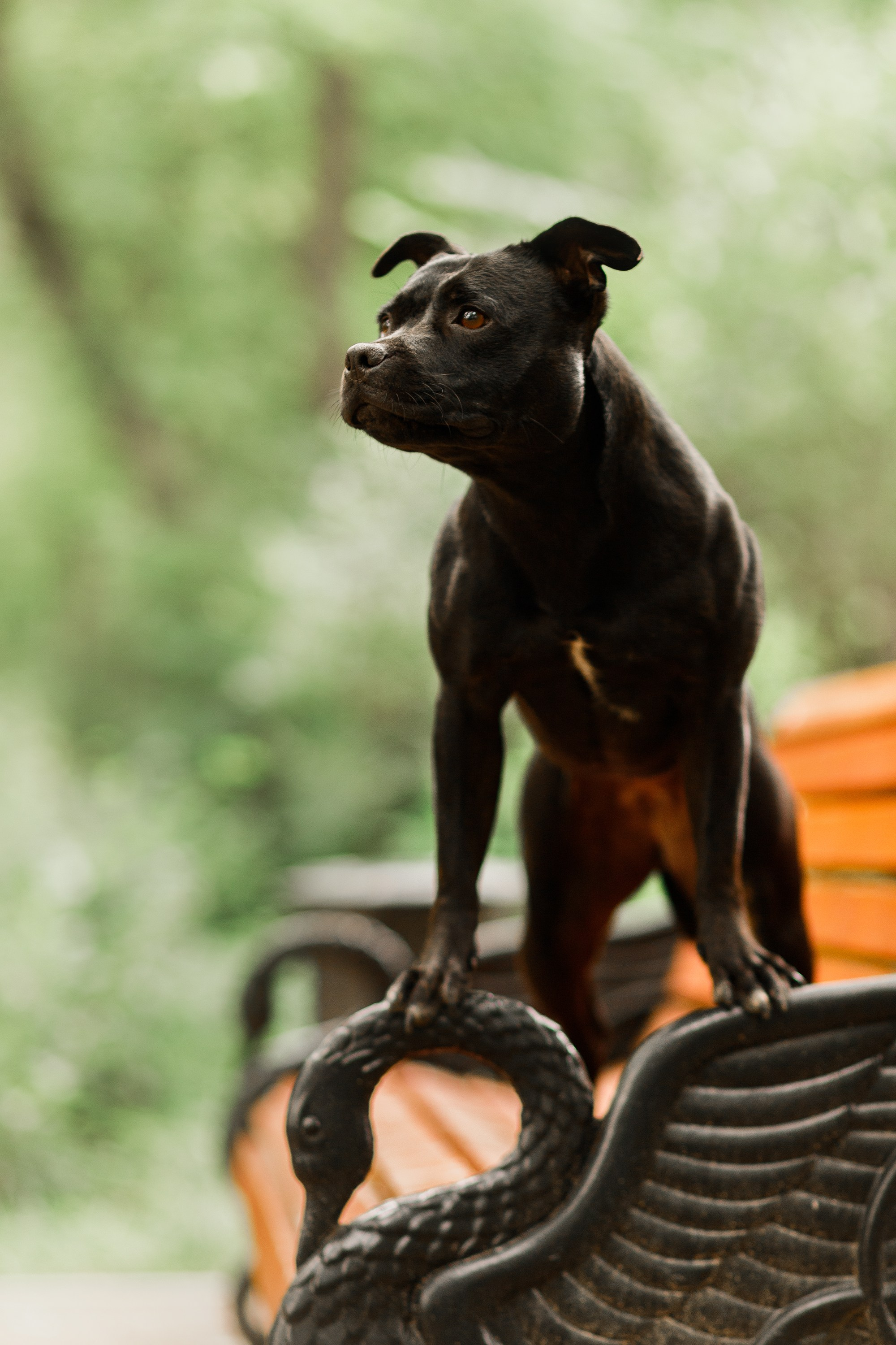 Staffy Yosia. Kaja | fotograf we Wrocławiu | ludzie i psy