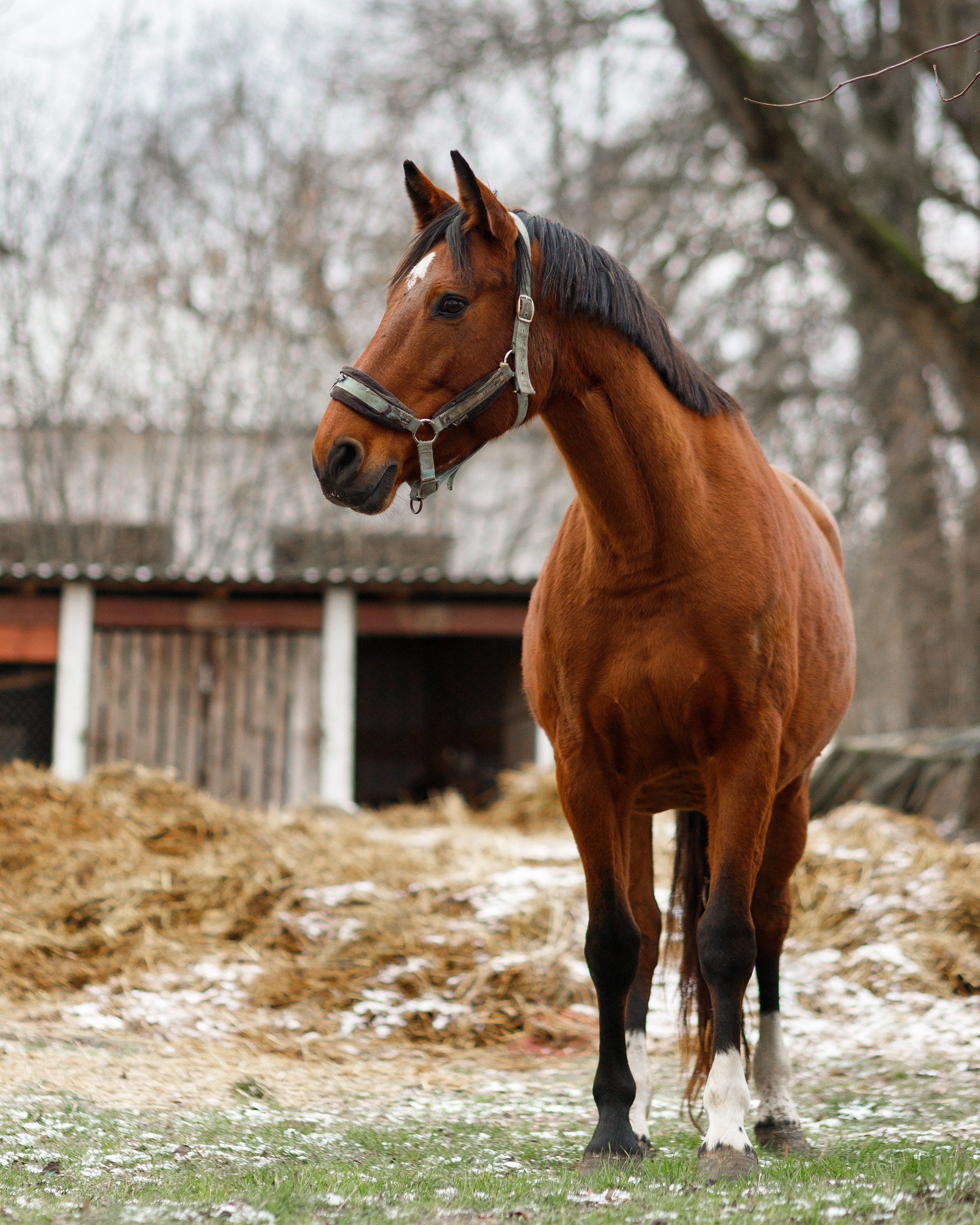 Winter stable. Kaja | fotograf psów we Wrocławiu