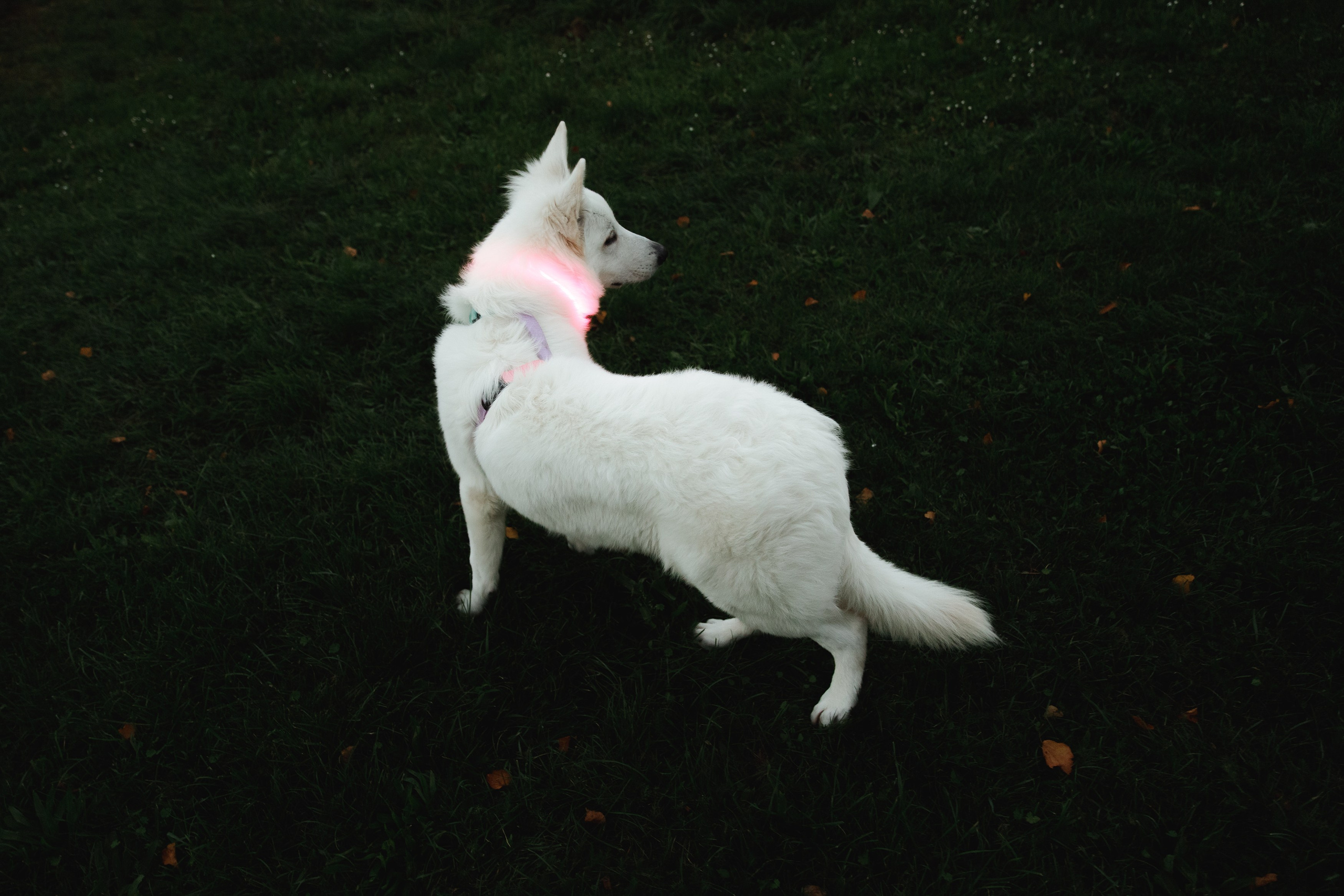 Astra in Leipzig. Kaja | fotograf we Wrocławiu | ludzie i psy