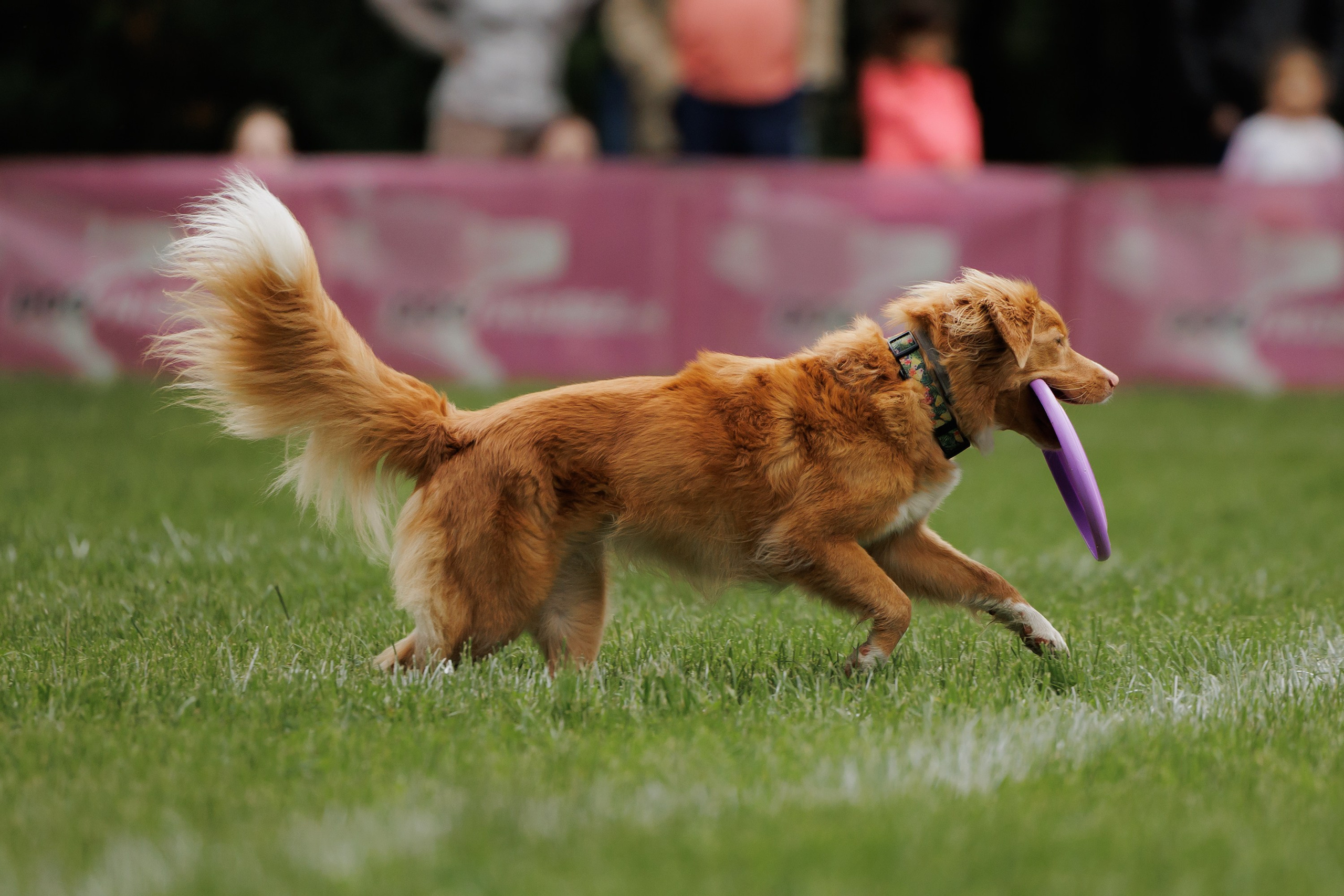 Latające psy, Wrocław'25. Kaja | fotograf psów we Wrocławiu